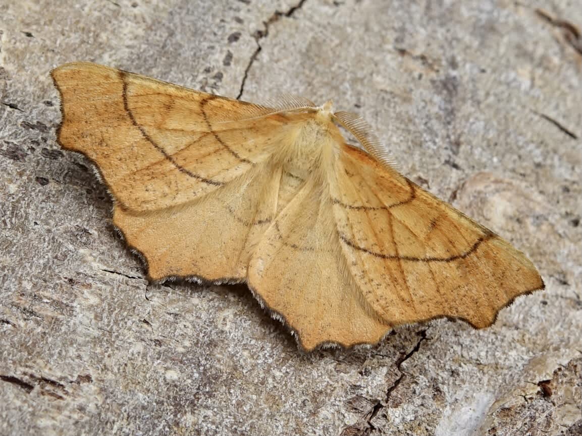 August Thorn (Ennomos quercinaria) photographed in Somerset by Sue Davies