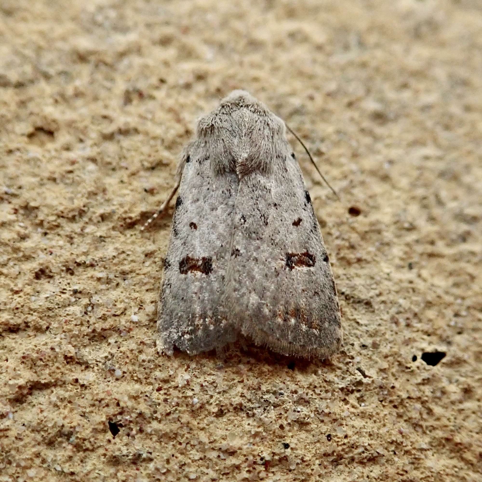 Clancy's Rustic (Caradrina kadenii) photographed in Somerset by Sue Davies