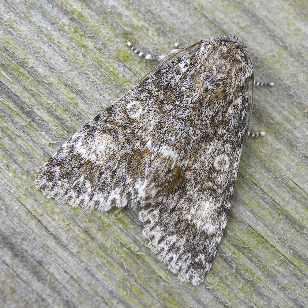 Poplar Grey (Subacronicta megacephala) photographed in Somerset by Sue Davies