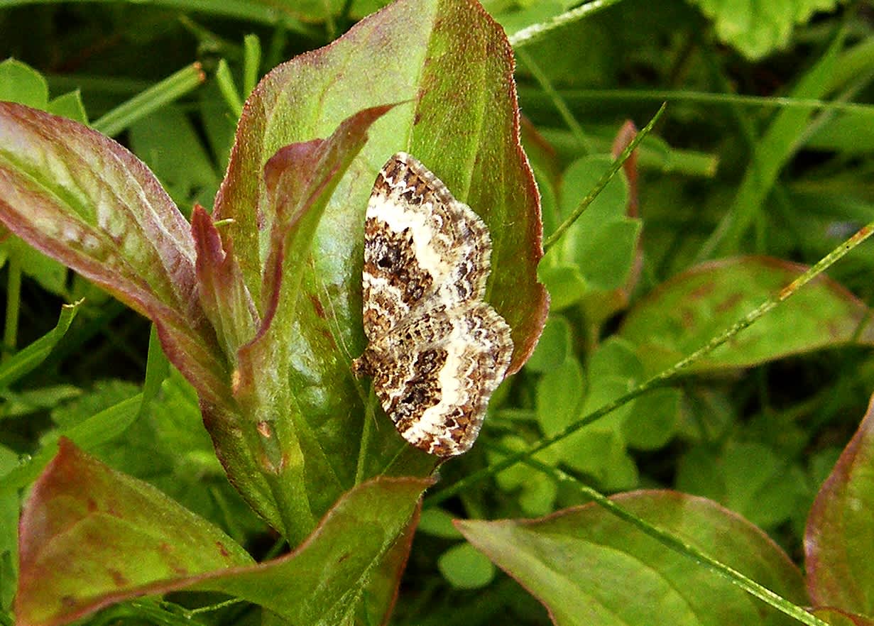 Wood Carpet Somerset Moths