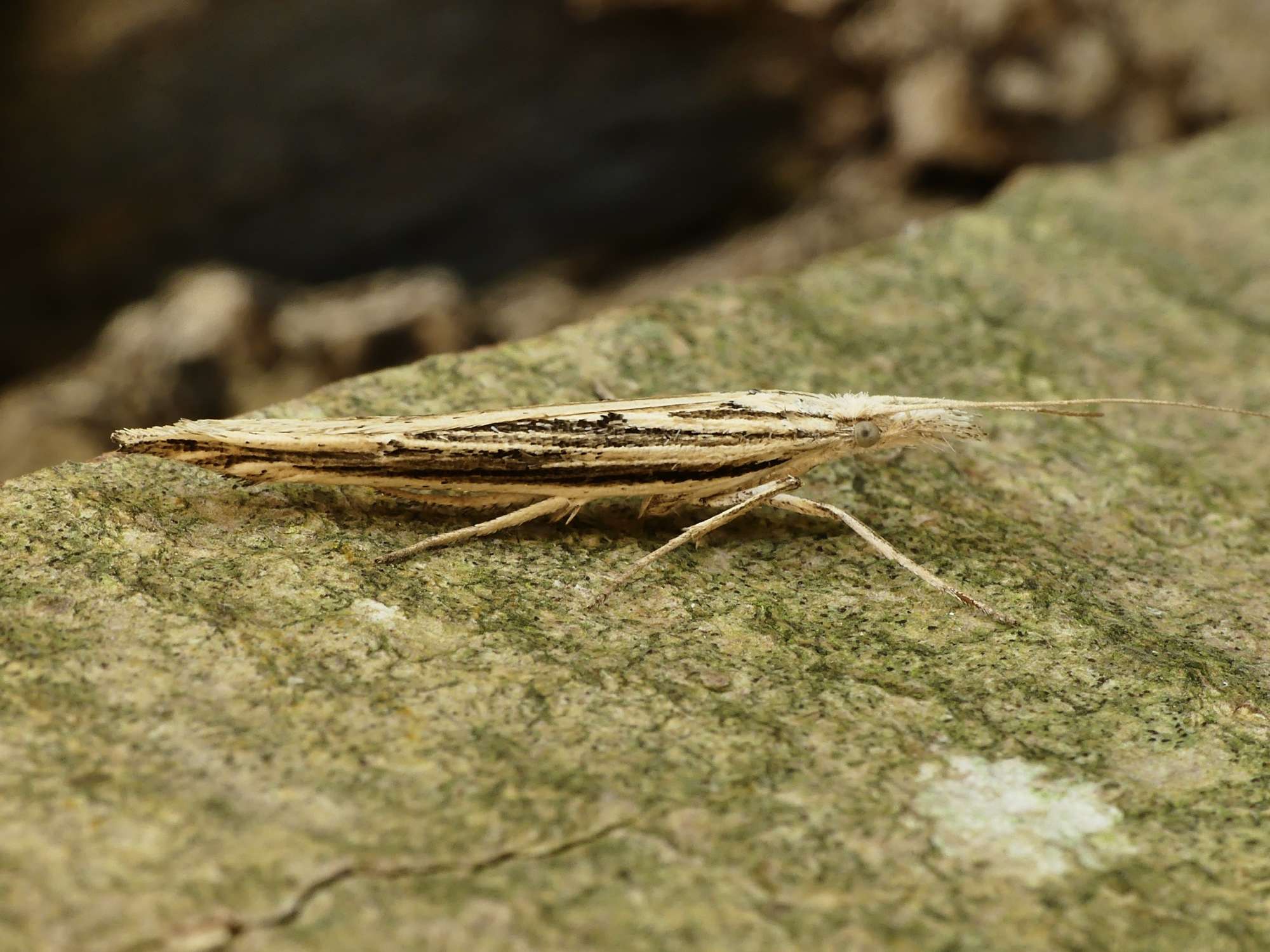 Spindle Smudge (Ypsolopha mucronella) photographed in Somerset by Paul Wilkins