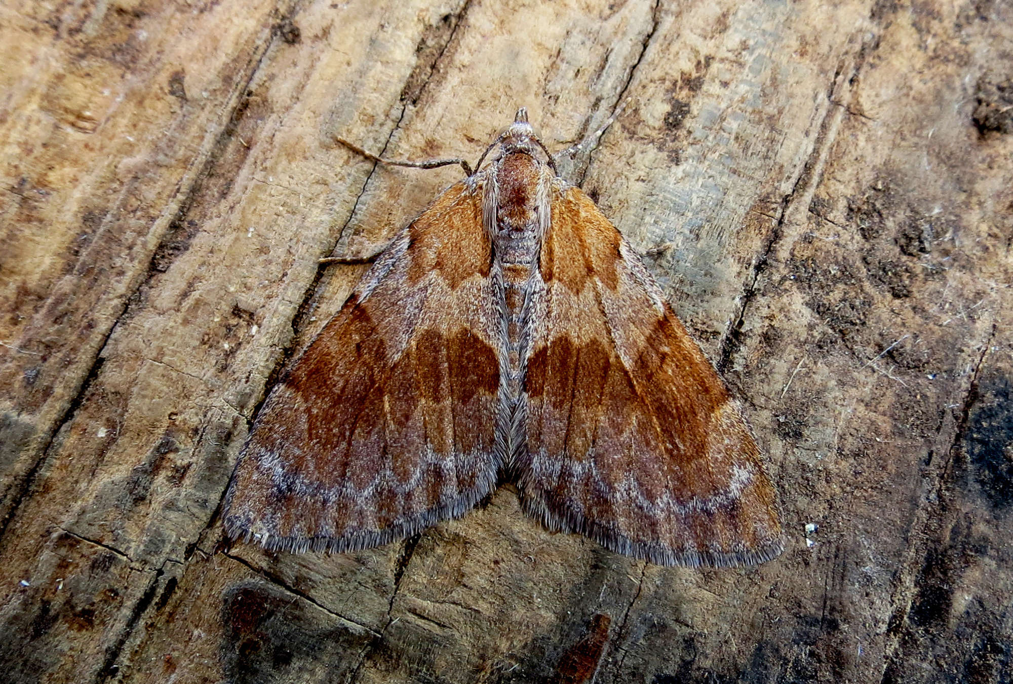 Pine Carpet (Pennithera firmata) photographed in Somerset by Steve Chapple