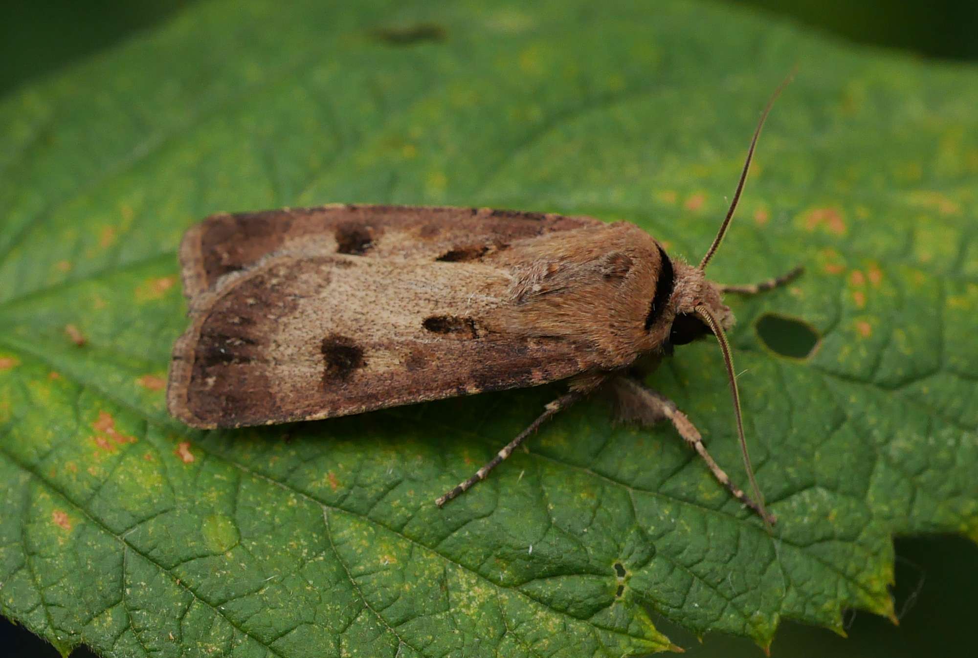 Heart & Dart (Agrotis exclamationis) photographed in Somerset by John Connolly