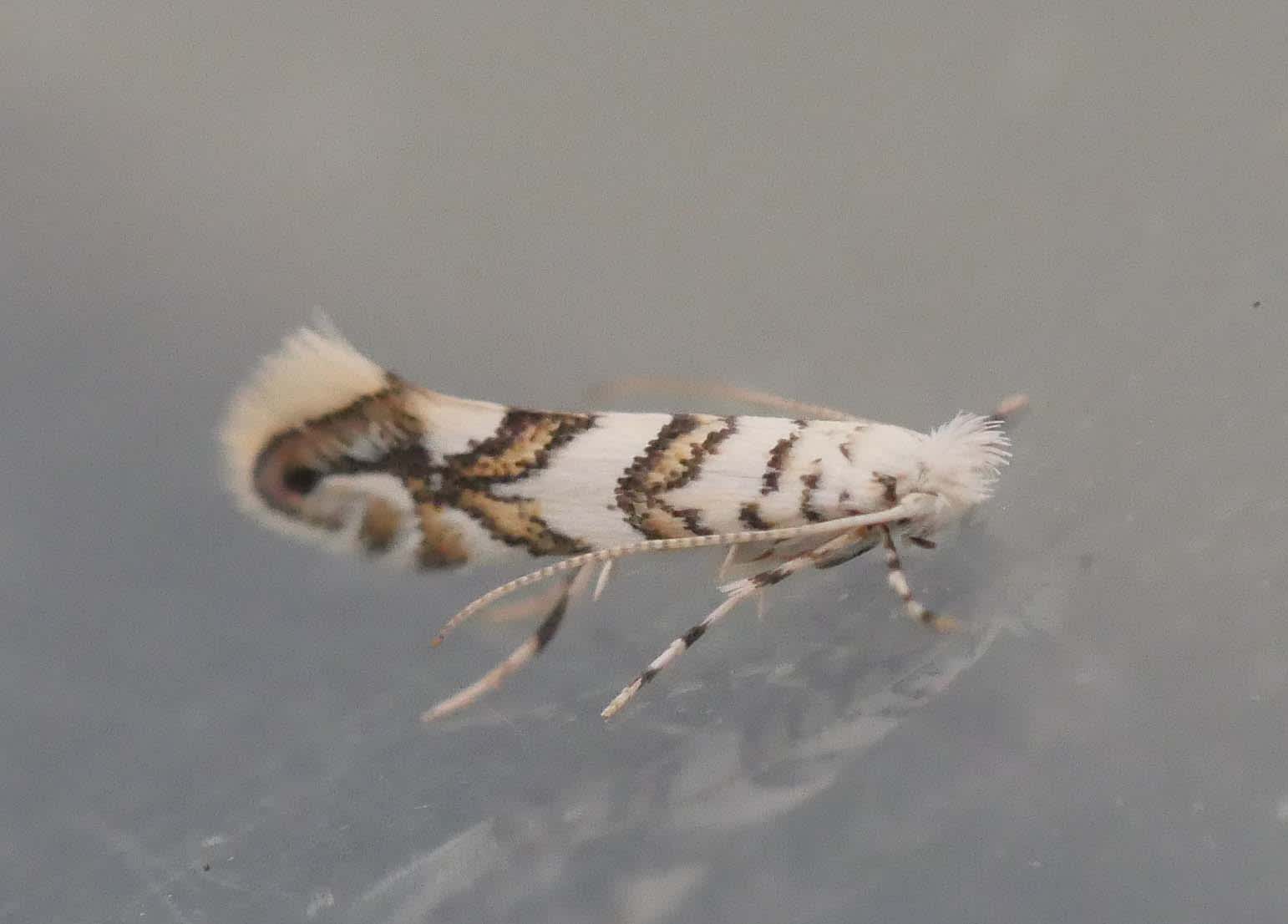 Maple Midget (Phyllonorycter acerifoliella) photographed in Somerset by Jenny Vickers