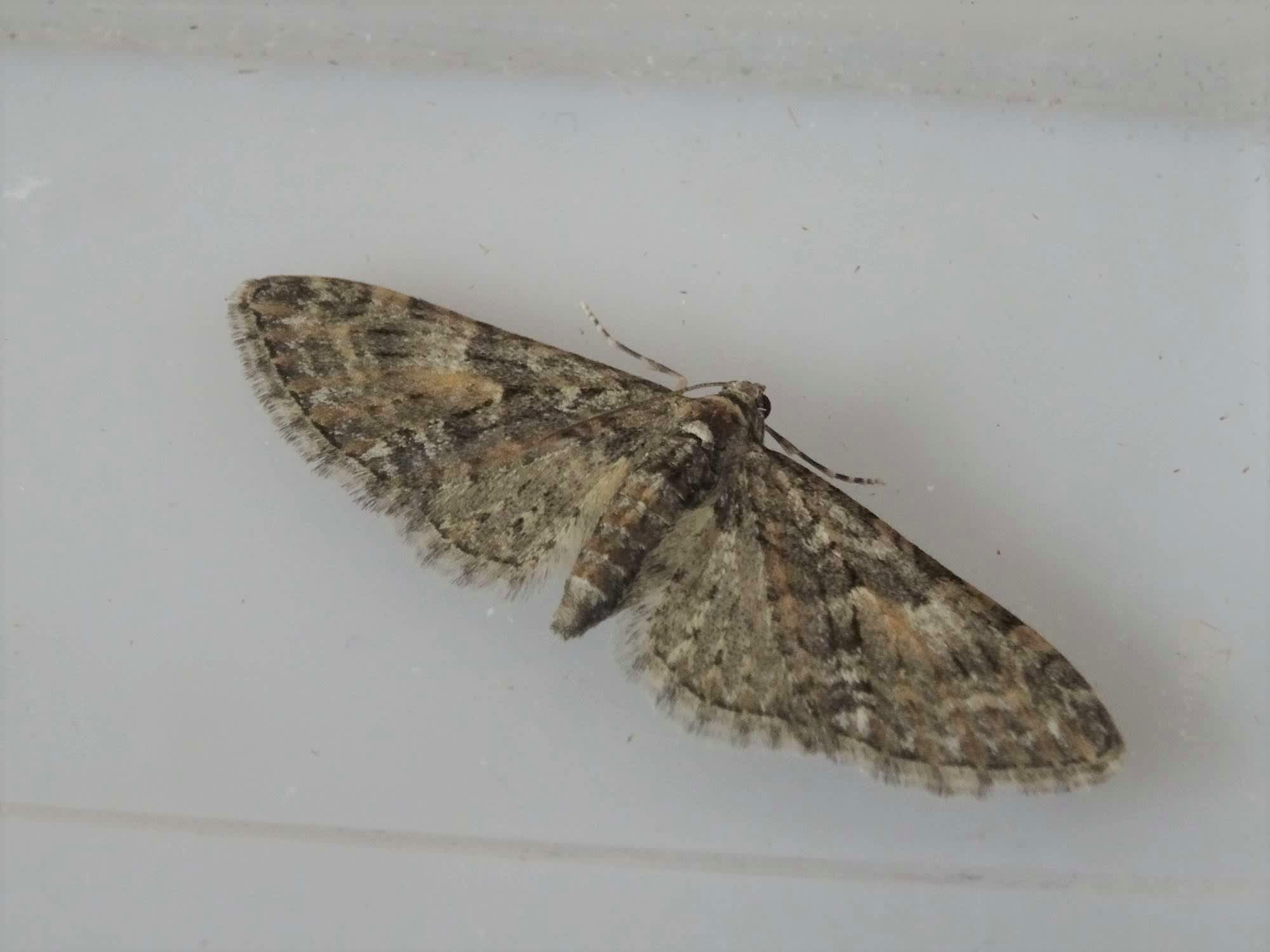 Brindled Pug (Eupithecia abbreviata) photographed in Somerset by Christopher Iles