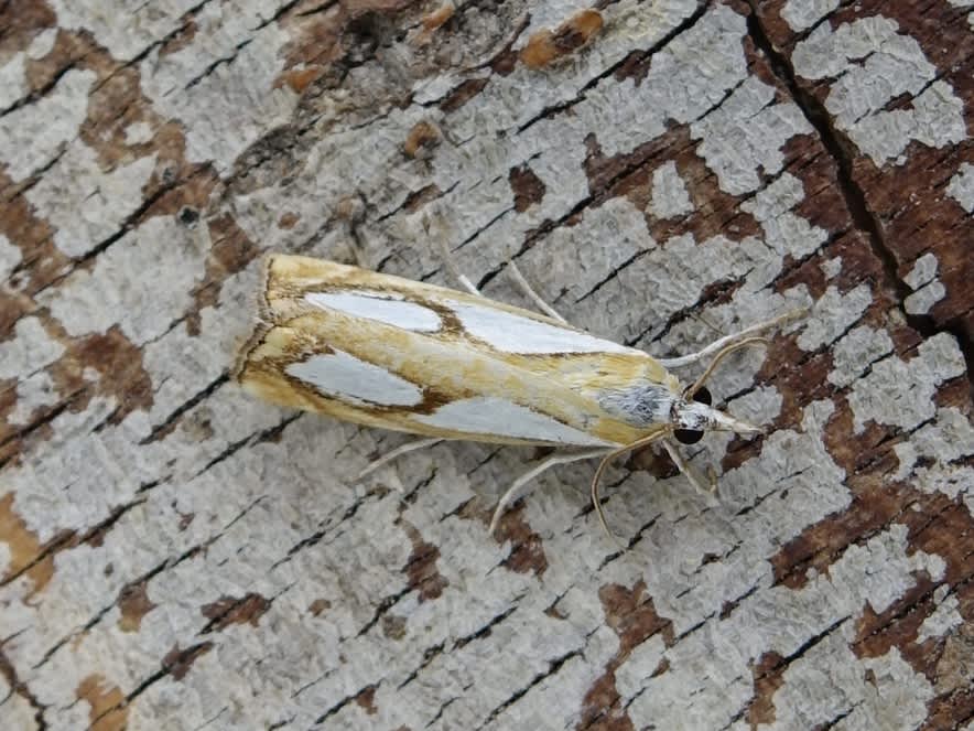 Pearl Grass-veneer (Catoptria pinella) photographed in Somerset by Sue Davies