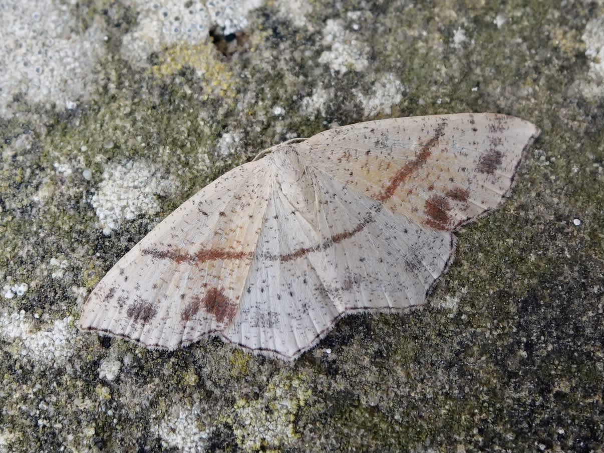 Maiden's Blush (Cyclophora punctaria) photographed in Somerset by Sue Davies