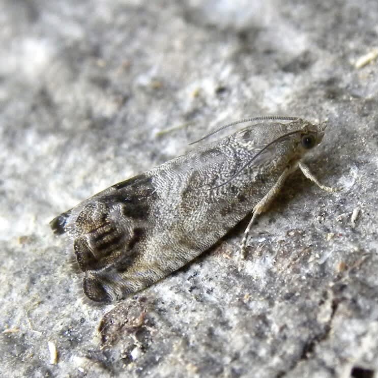 Marbled Piercer (Cydia splendana) photographed in Somerset by Sue Davies