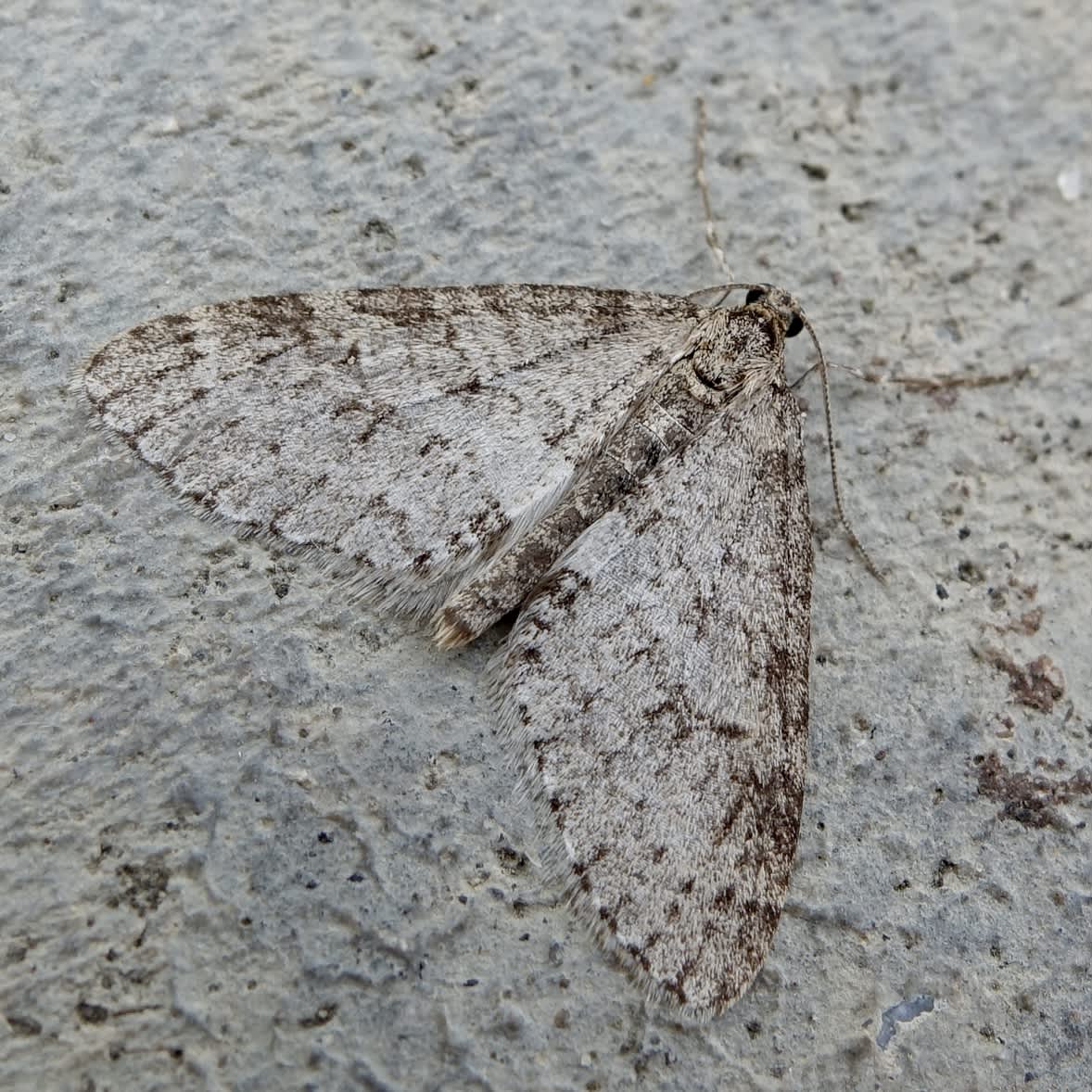 Early Tooth-striped (Trichopteryx carpinata) photographed in Somerset by Sue Davies