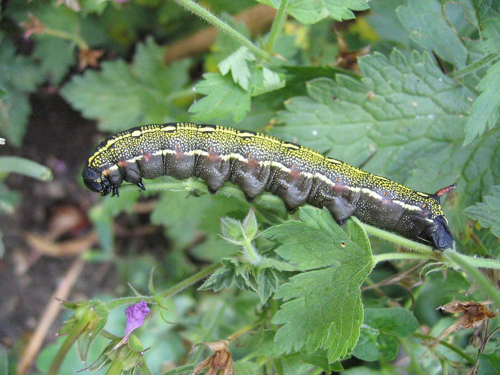 Striped Hawk-moth (Hyles livornica) photographed in Somerset by John Bebbington