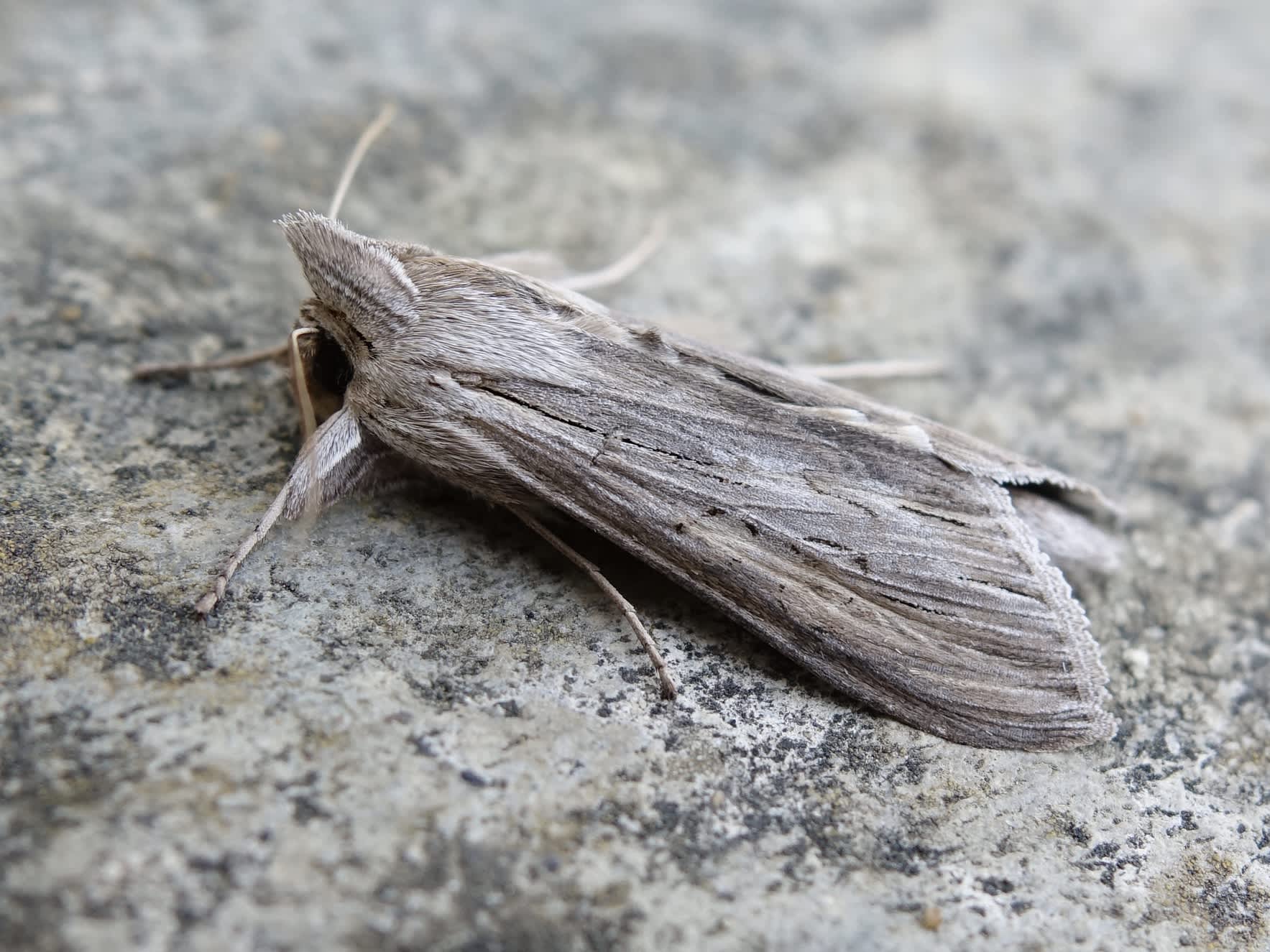 The Shark (Cucullia umbratica) photographed in Somerset by Sue Davies