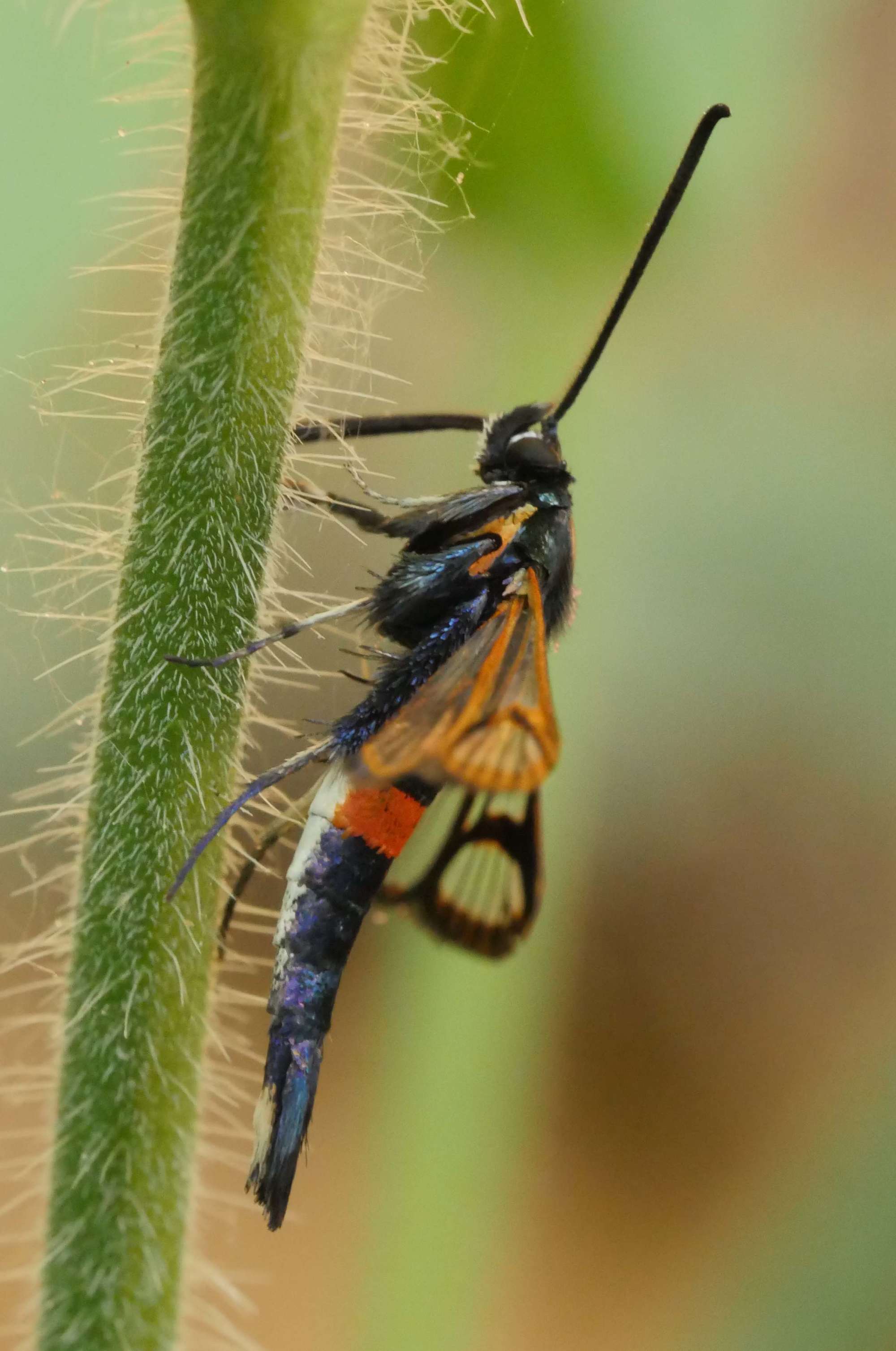 Red-belted Clearwing (Synanthedon myopaeformis) photographed in Somerset by Jenny Vickers