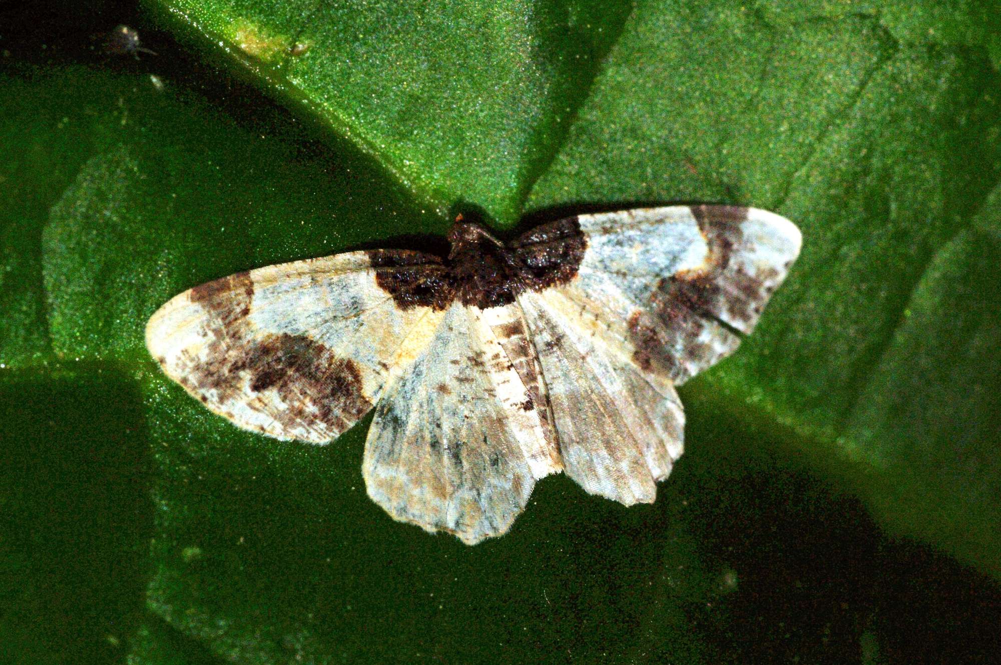 Scorched Carpet (Ligdia adustata) photographed in Somerset by John Connolly