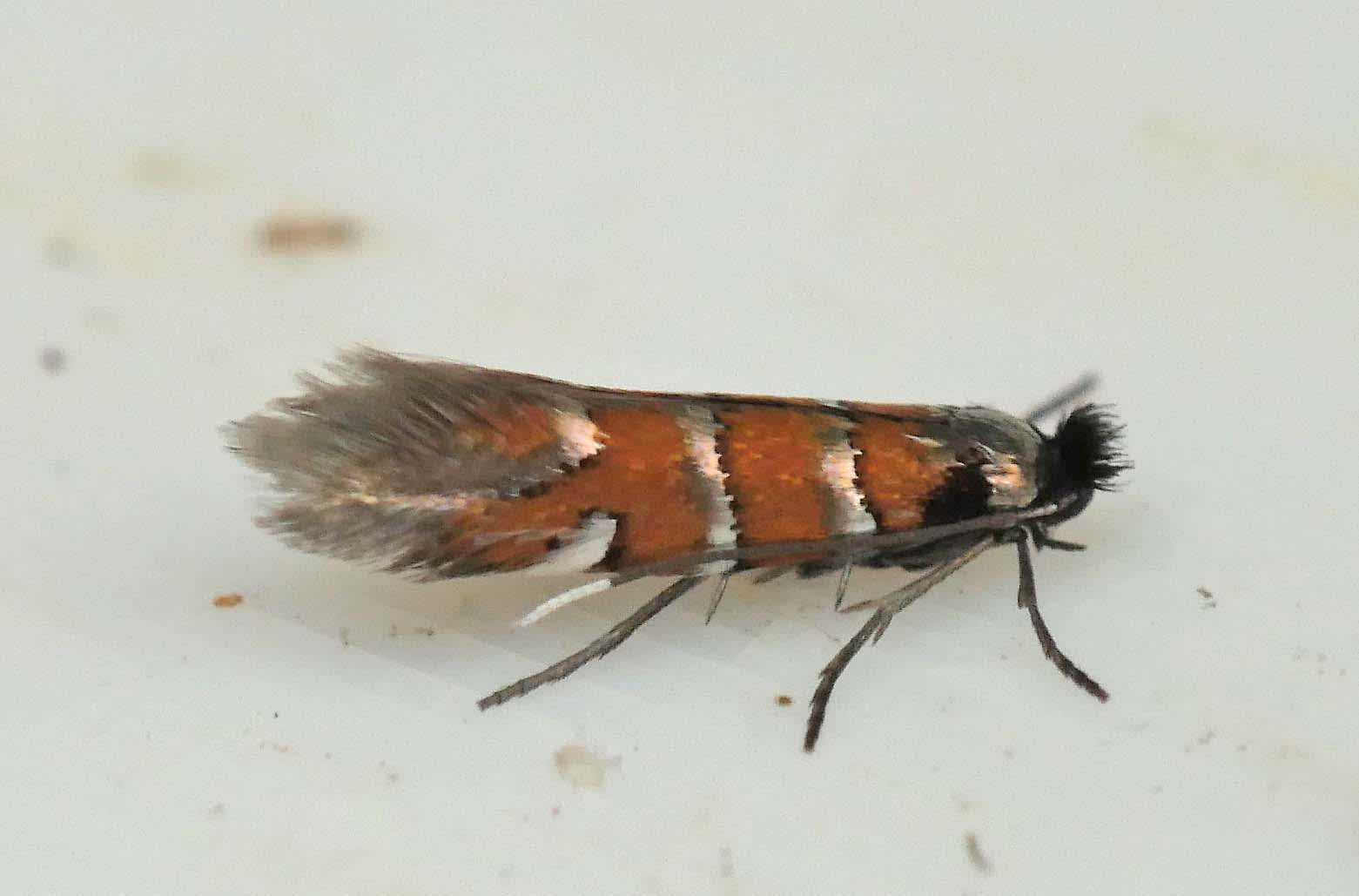 Small Elm Midget (Phyllonorycter schreberella) photographed in Somerset by Jenny Vickers