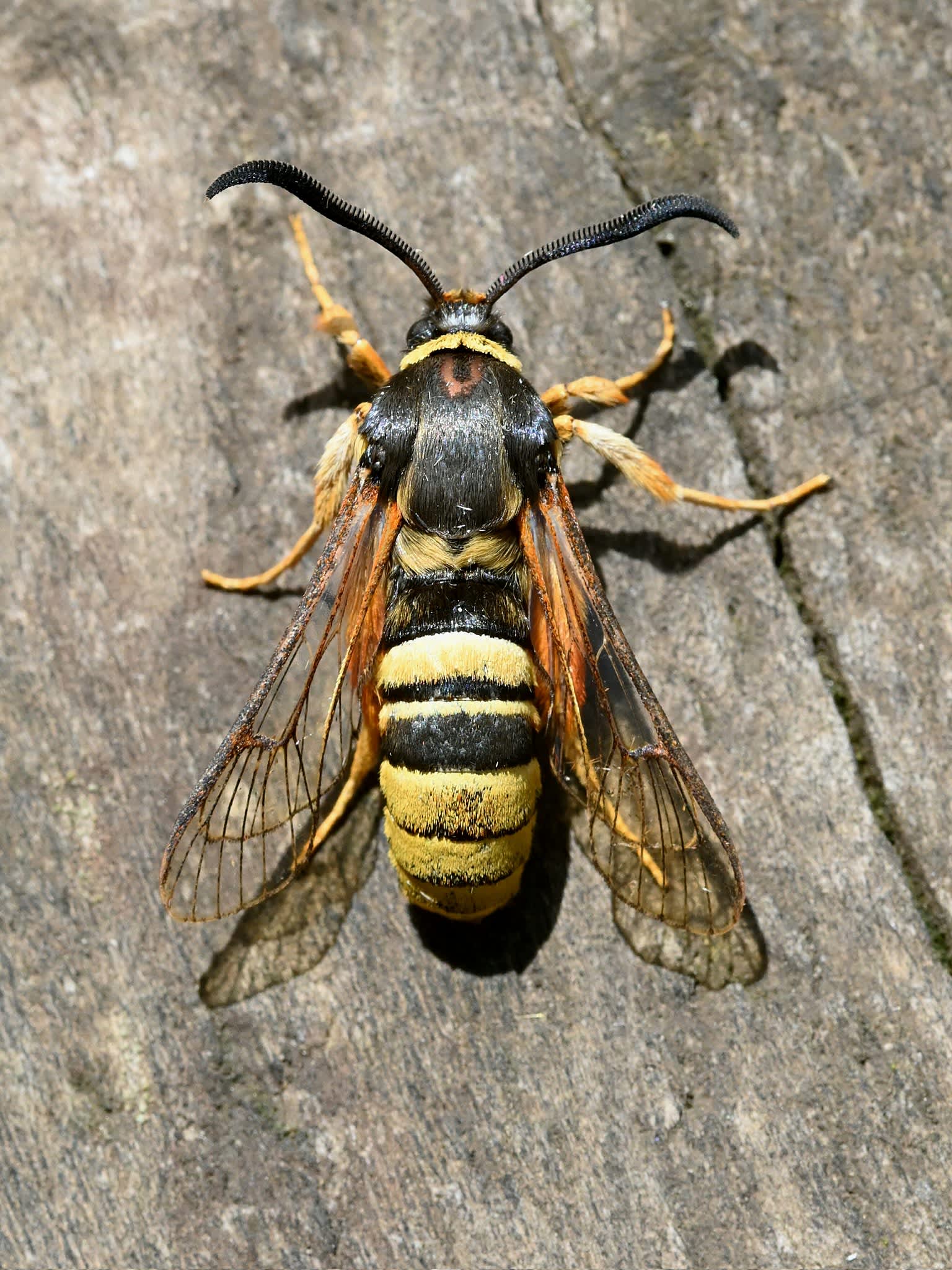 Lunar Hornet Moth (Sesia bembeciformis) photographed in Somerset by Roger Harris