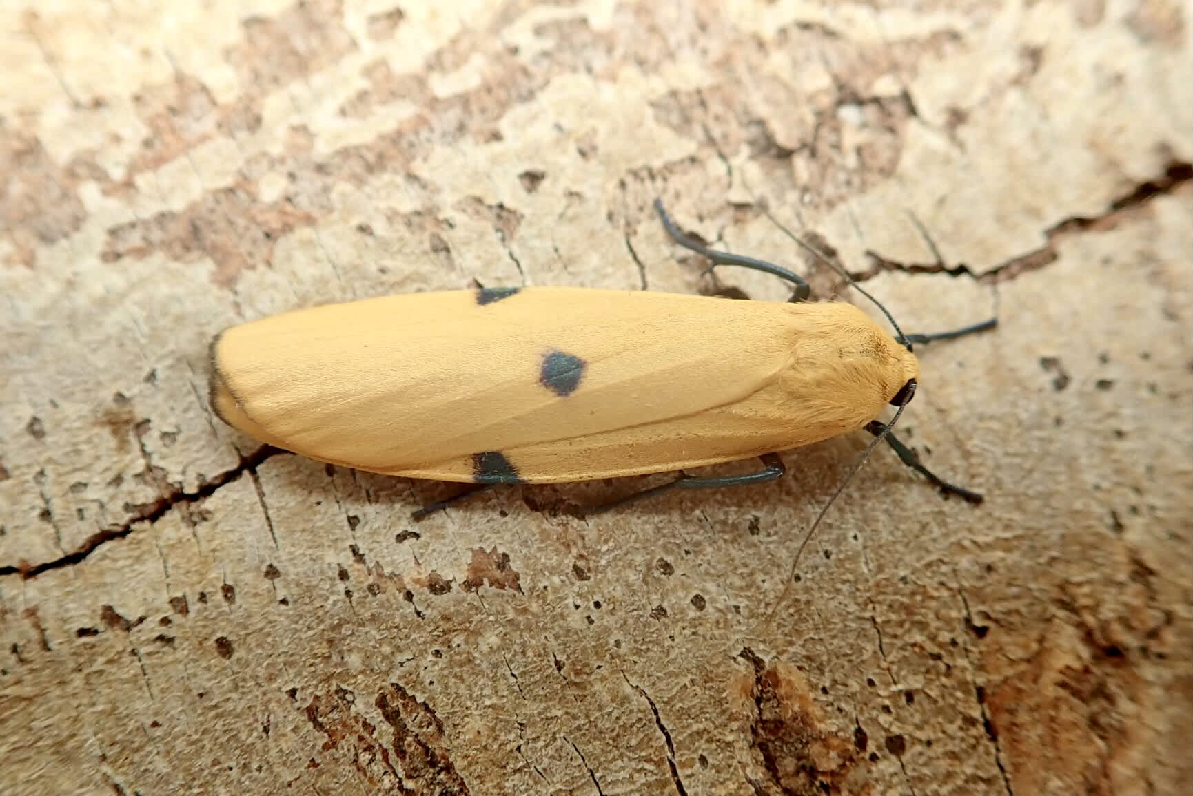 Four-spotted Footman (Lithosia quadra) photographed in Somerset by Sue Davies