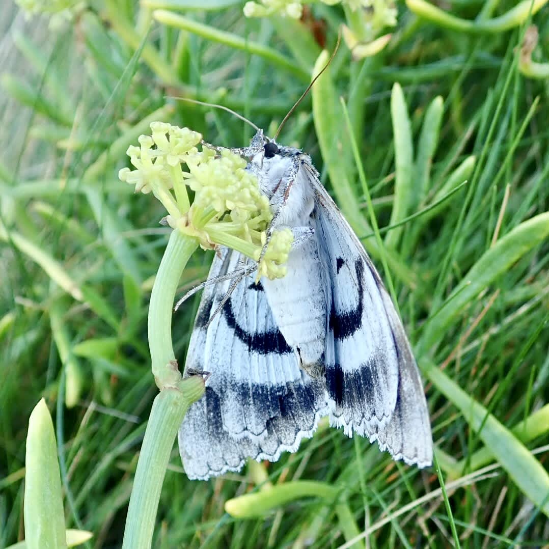 Clifden Nonpareil (Catocala fraxini) photographed in Somerset by Sue Davies