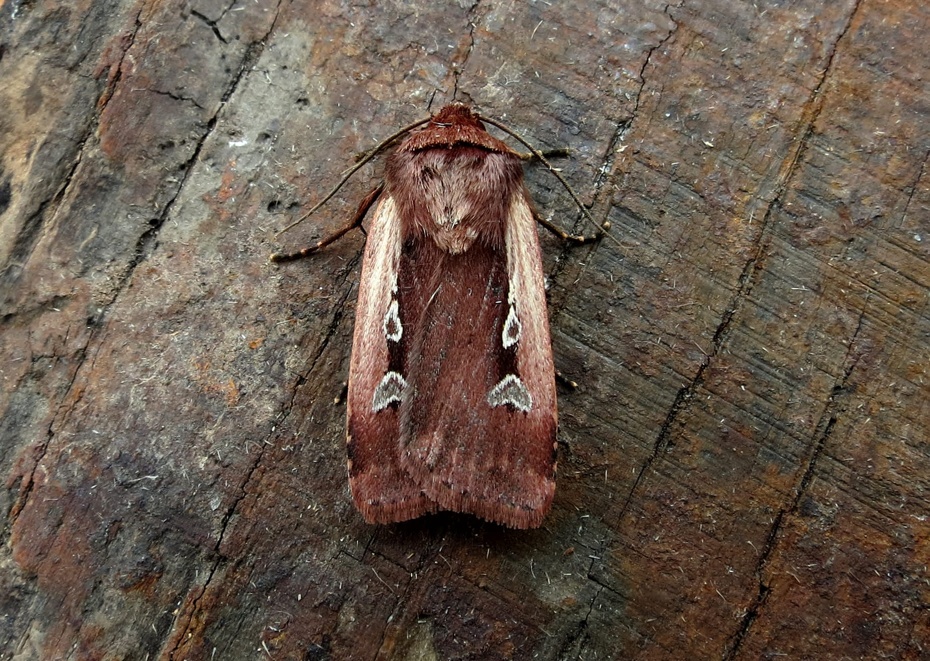 Flame Shoulder (Ochropleura plecta) photographed in Somerset by Steve Chapple