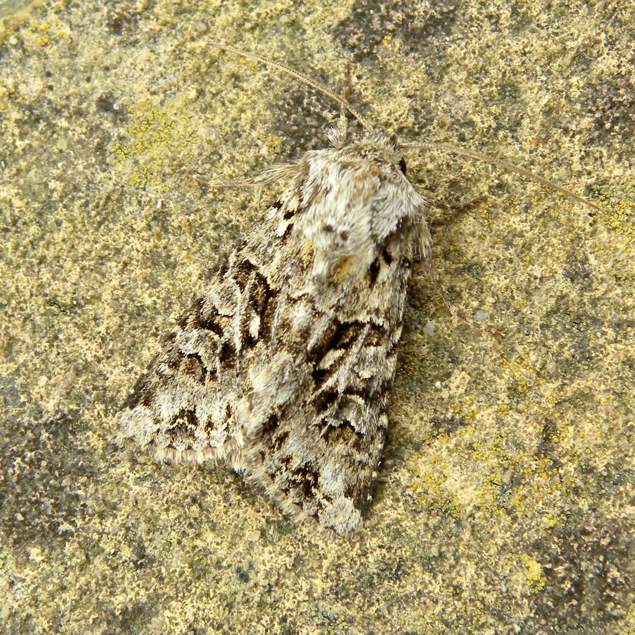 The Shears (Hada plebeja) photographed in Somerset by Sue Davies