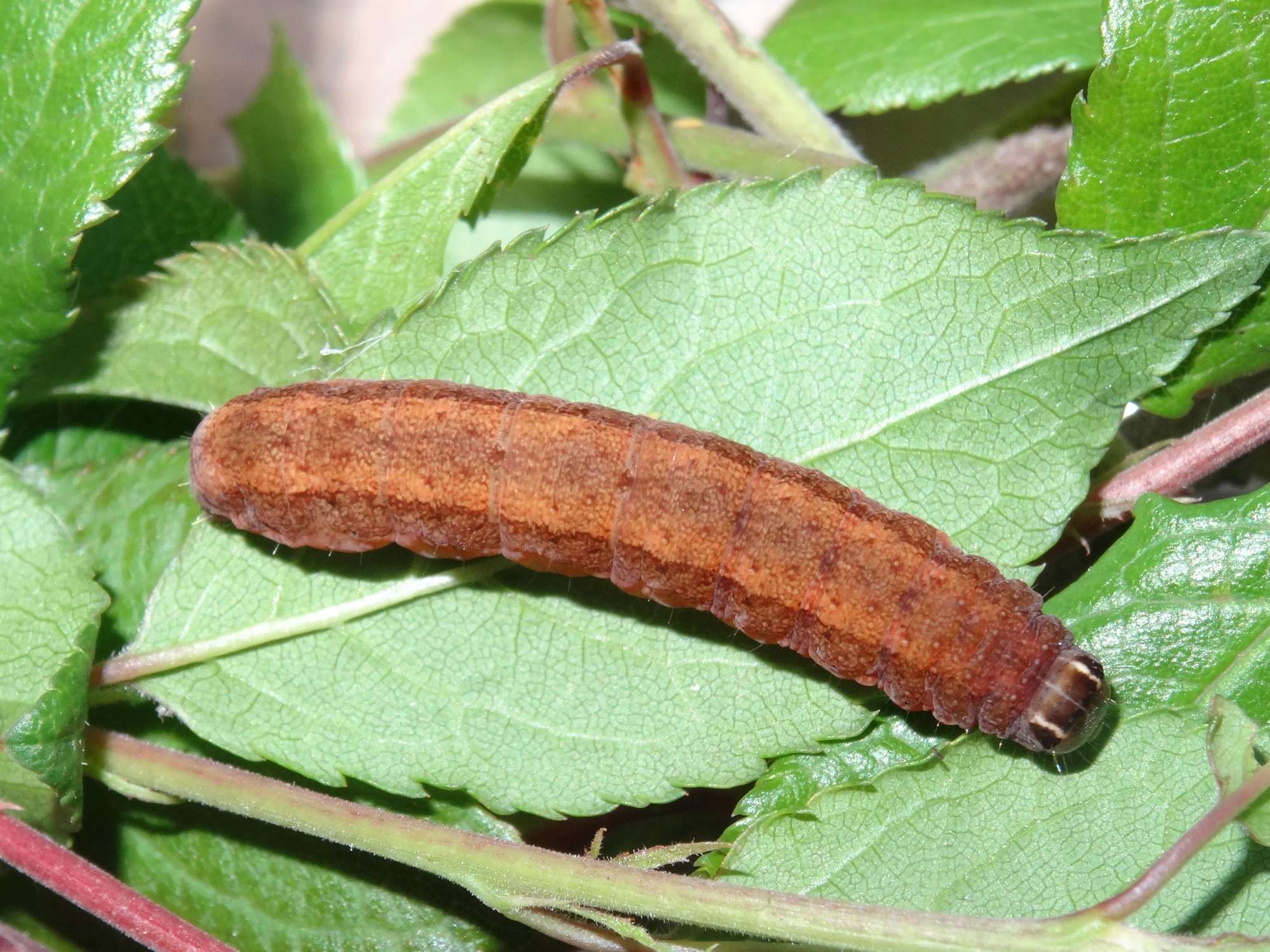 Dark Chestnut (Conistra ligula) photographed in Somerset by Christopher Iles