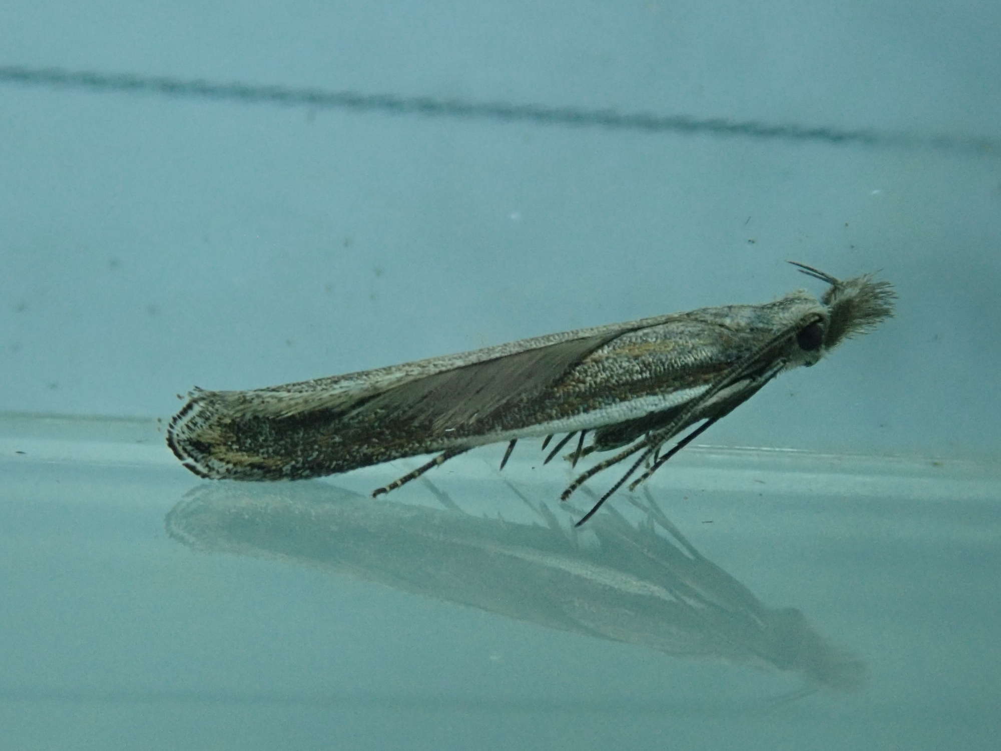 White-shouldered Goundling (Sophronia semicostella) photographed in Somerset by Christopher Iles