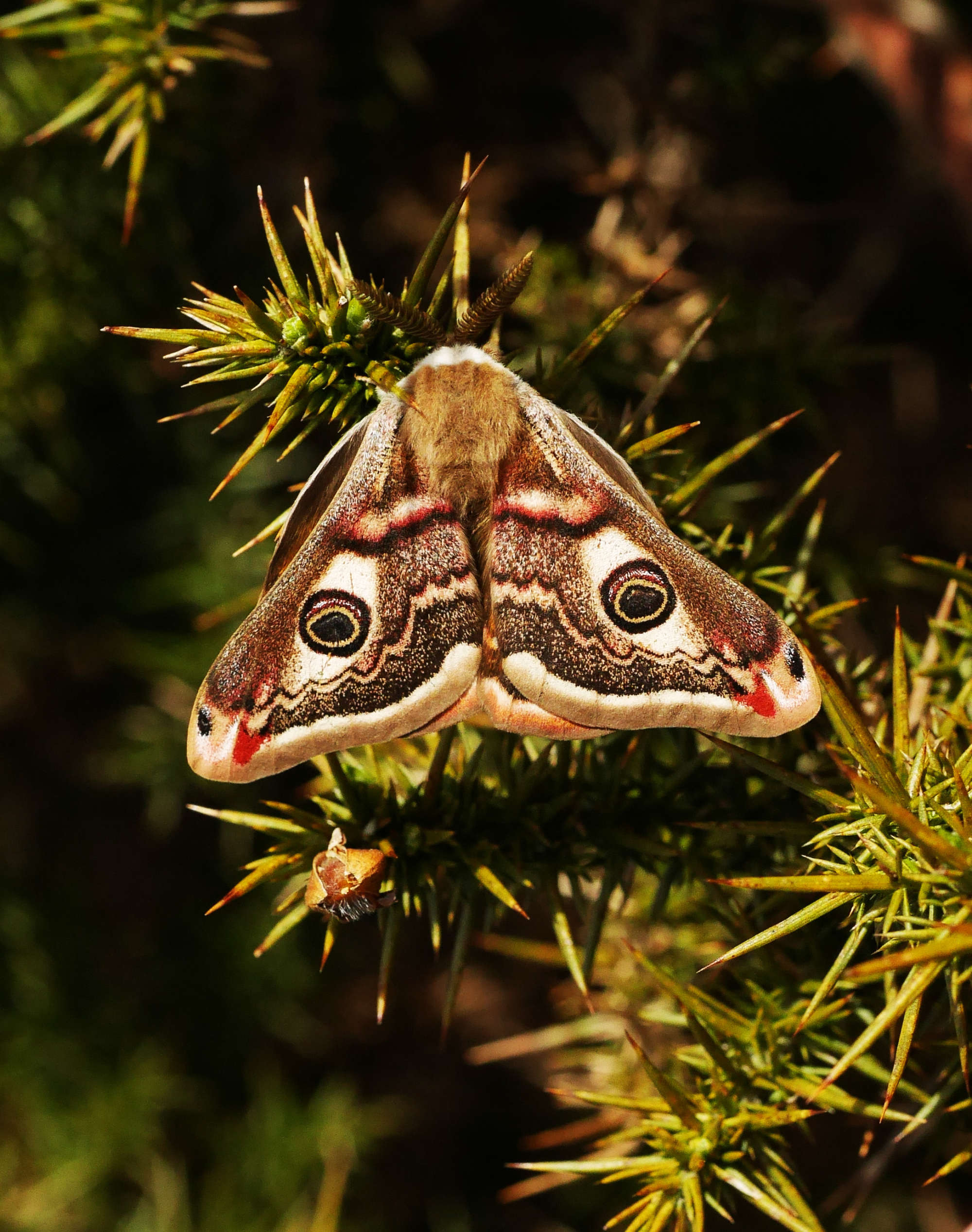 Emperor Moth (Saturnia pavonia) photographed in Somerset by John Connolly