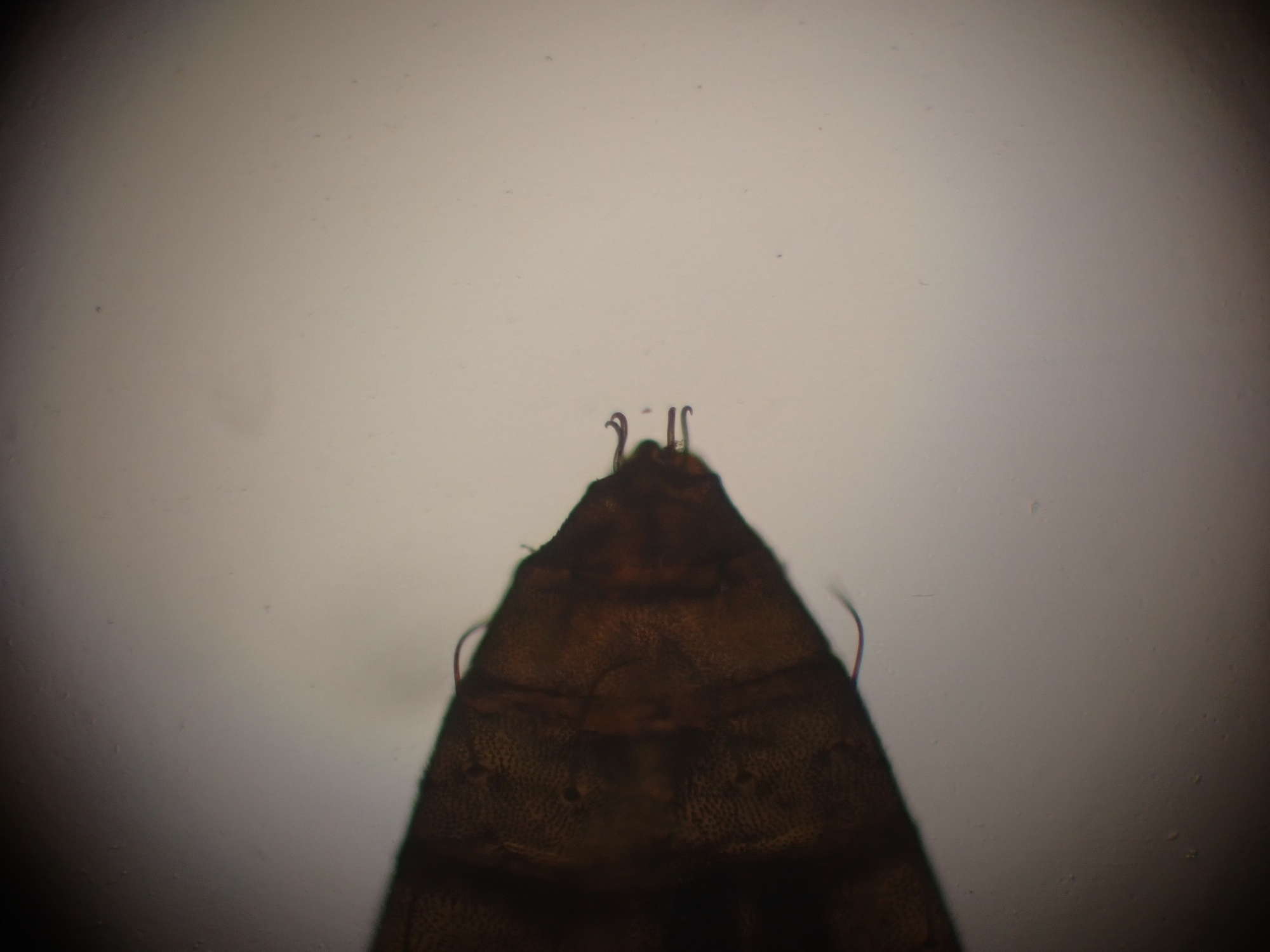 Sycamore Midget (Phyllonorycter geniculella) photographed in Somerset by Jenny Vickers