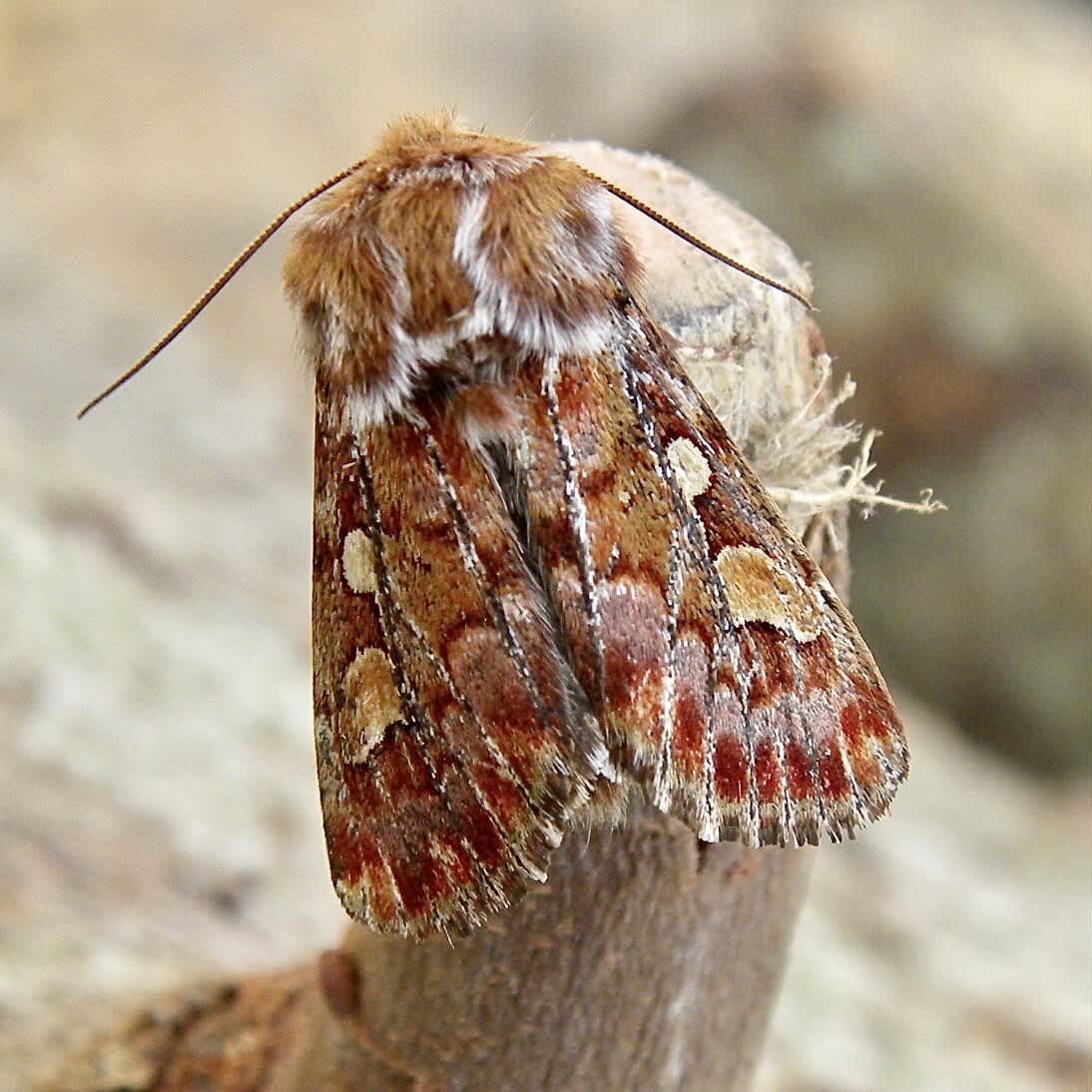 Pine Beauty (Panolis flammea) photographed in Somerset by Sue Davies