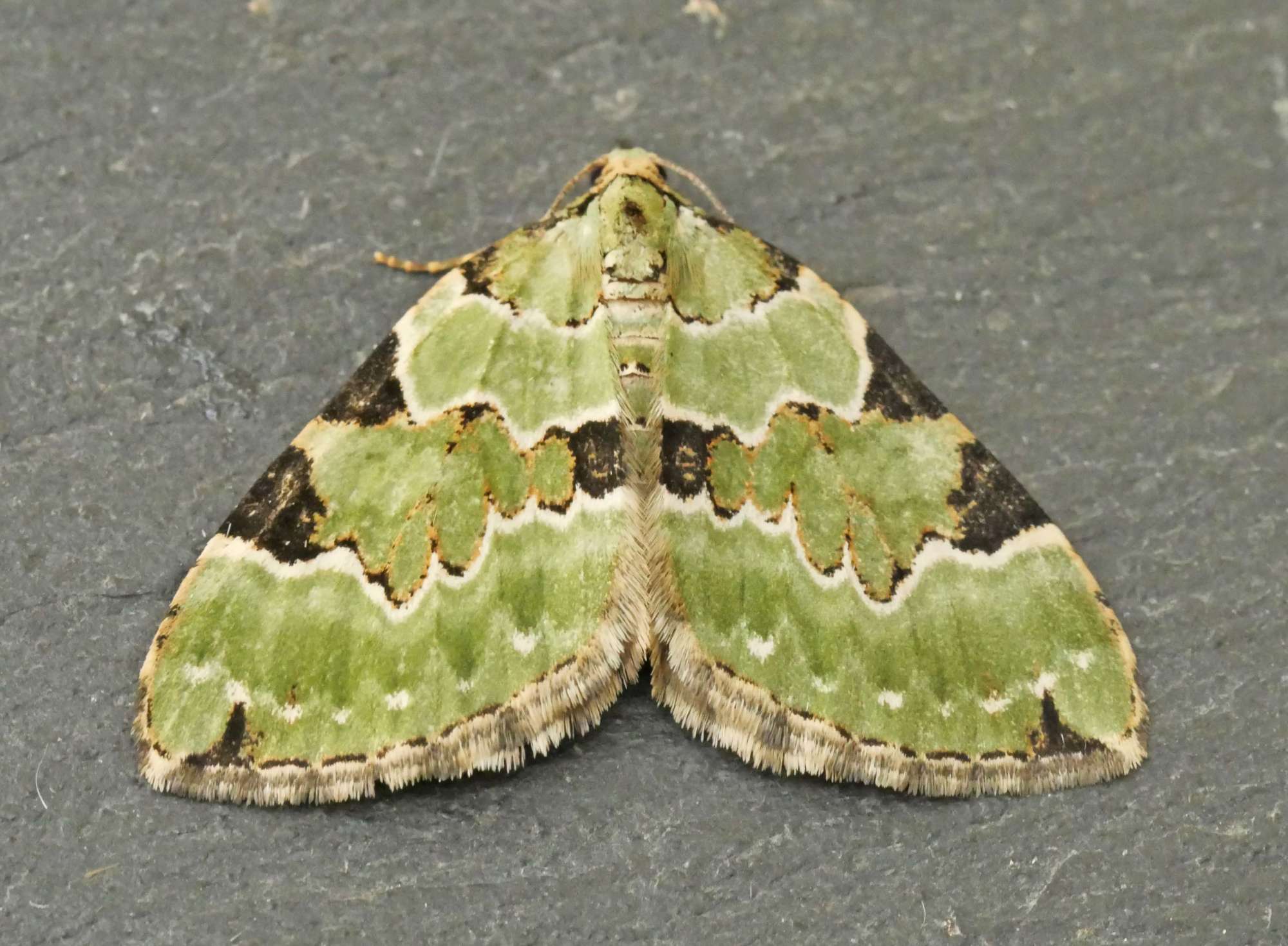 Green Carpet (Colostygia pectinataria) photographed in Somerset by Jenny Vickers