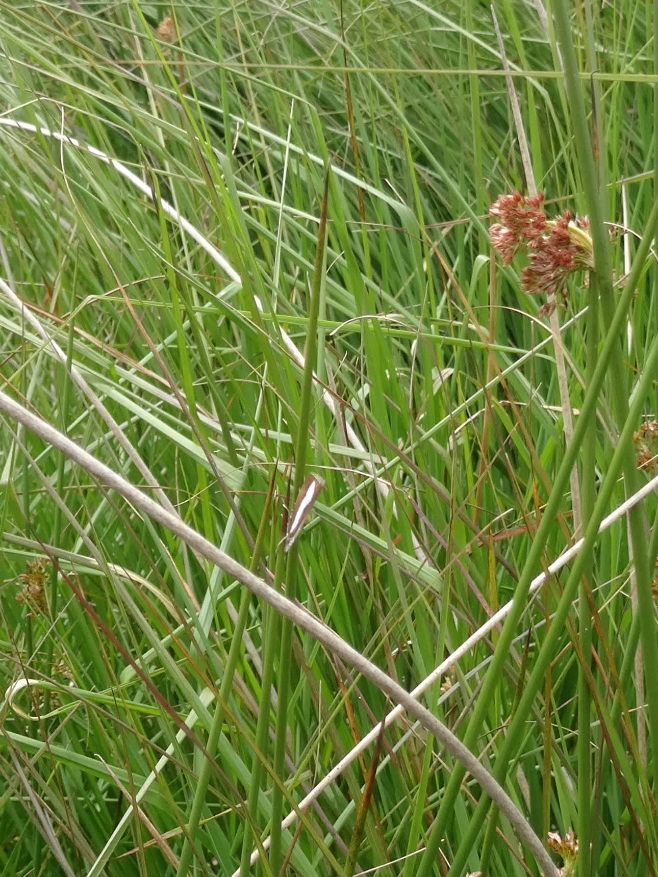 Pearl-band Grass-veneer (Catoptria margaritella) photographed in Somerset by Christopher Iles