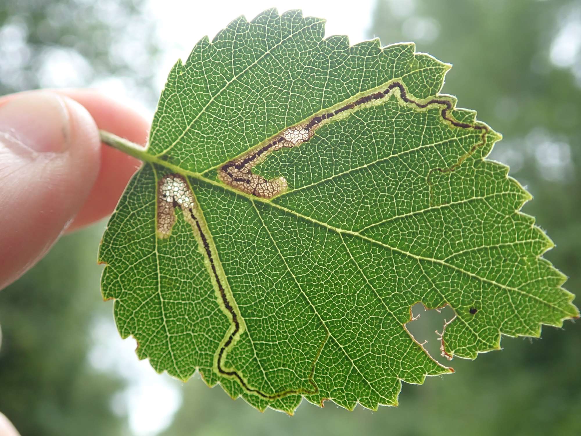 Drab Birch Pigmy (Stigmella lapponica) photographed in Somerset by Christopher Iles