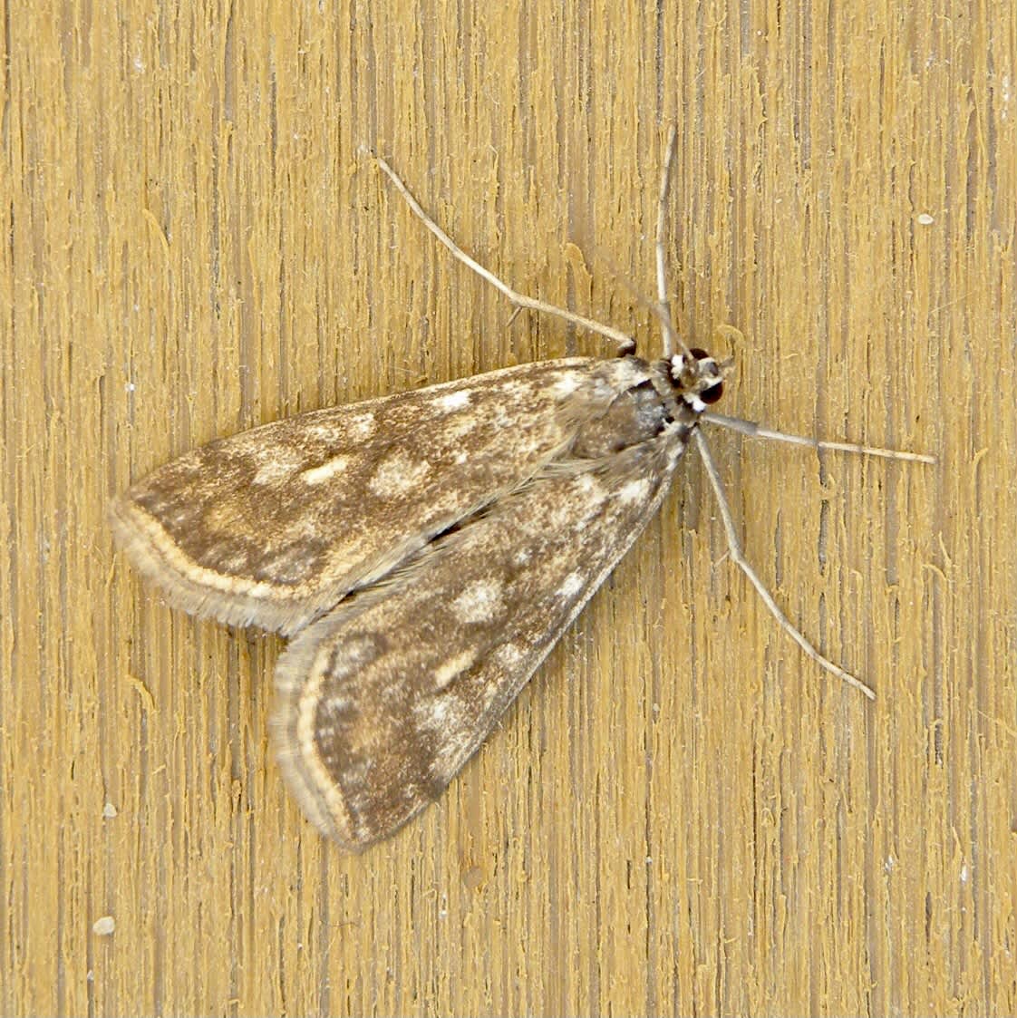 Brown China-mark (Elophila nymphaeata) photographed in Somerset by Sue Davies