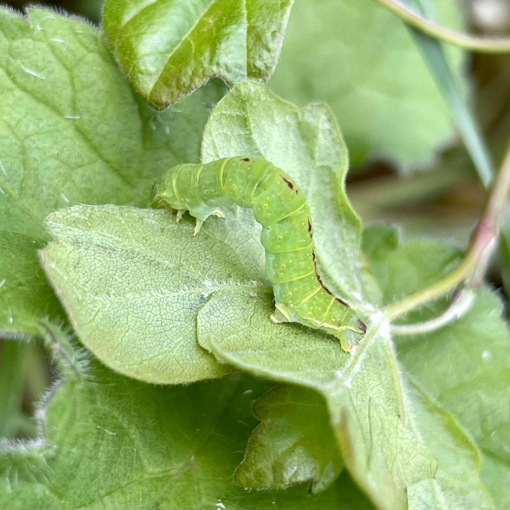 November Moth (Epirrita dilutata) photographed in Somerset by Sue Davies