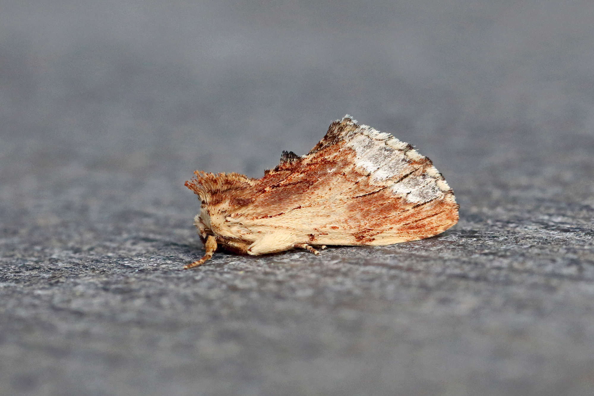 Maple Prominent | Somerset Moths