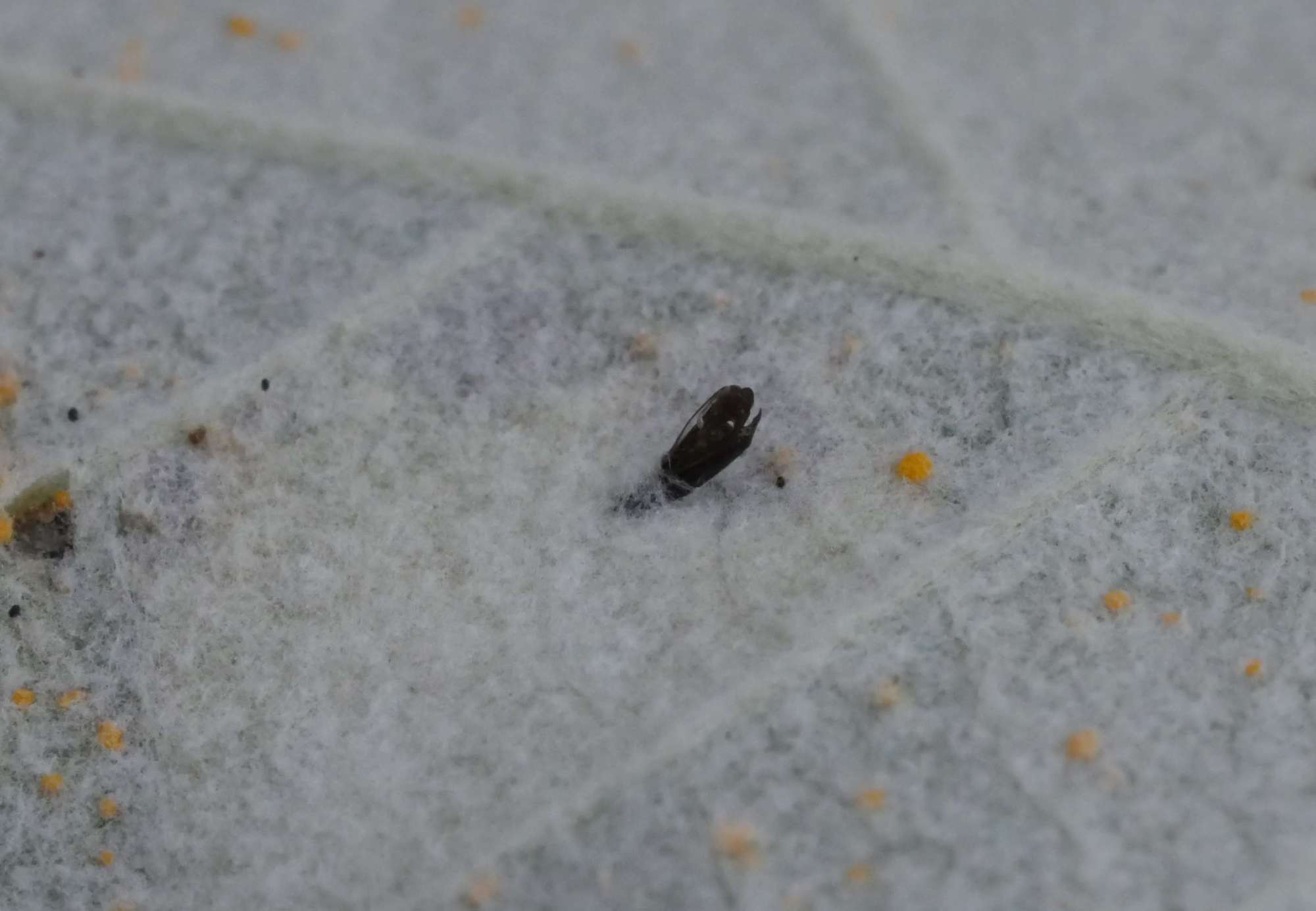 Winter Poplar Midget (Phyllonorycter comparella) photographed in Somerset by Jenny Vickers