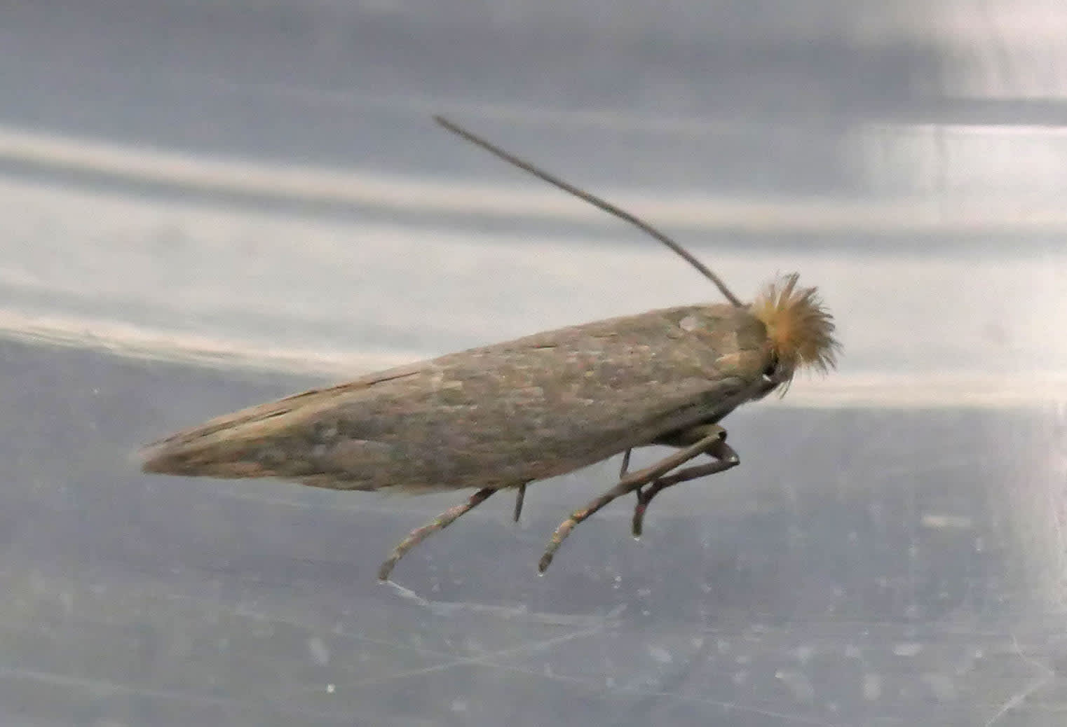 Crested Bent-wing (Bucculatrix cristatella) photographed in Somerset by Jenny Vickers