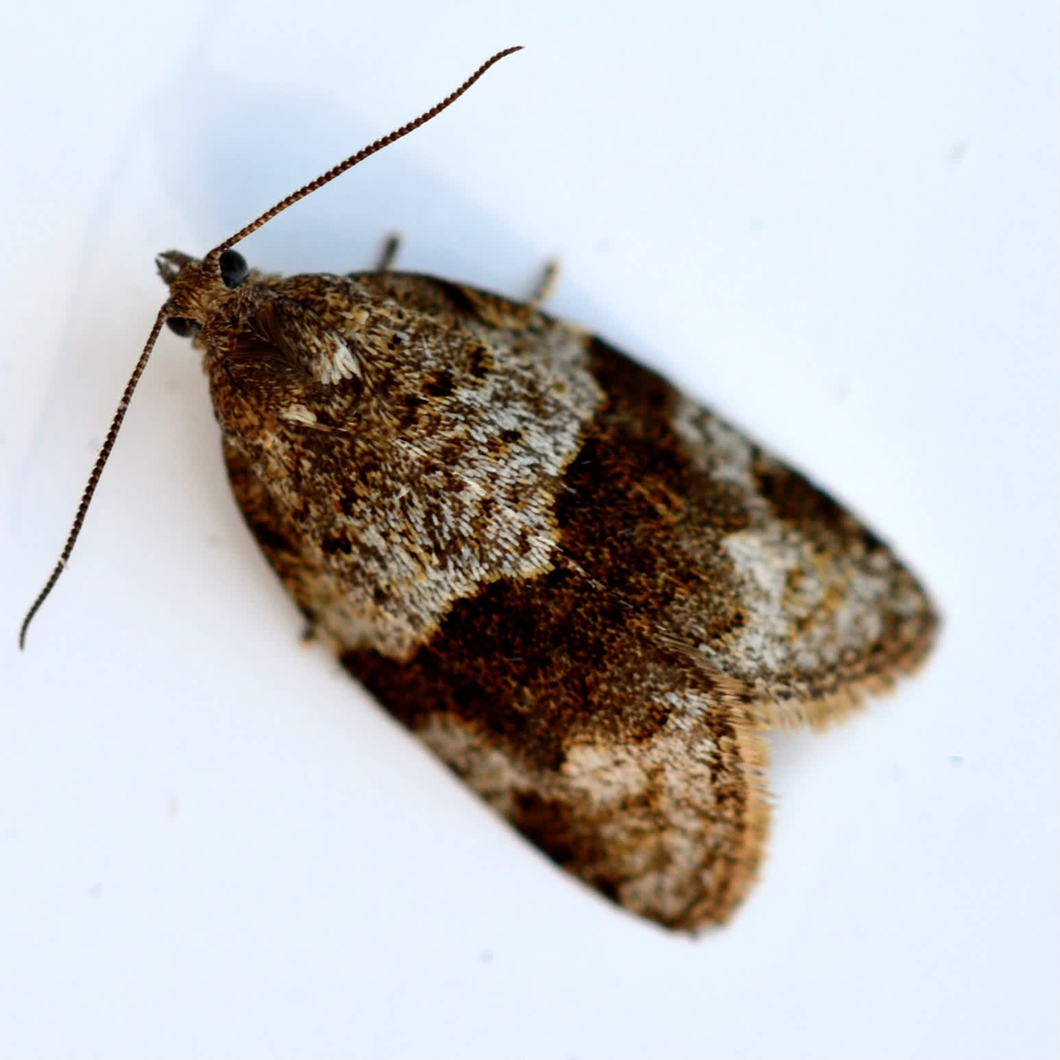 Dark-barred Tortrix (Syndemis musculana) photographed in Somerset by Sue Davies