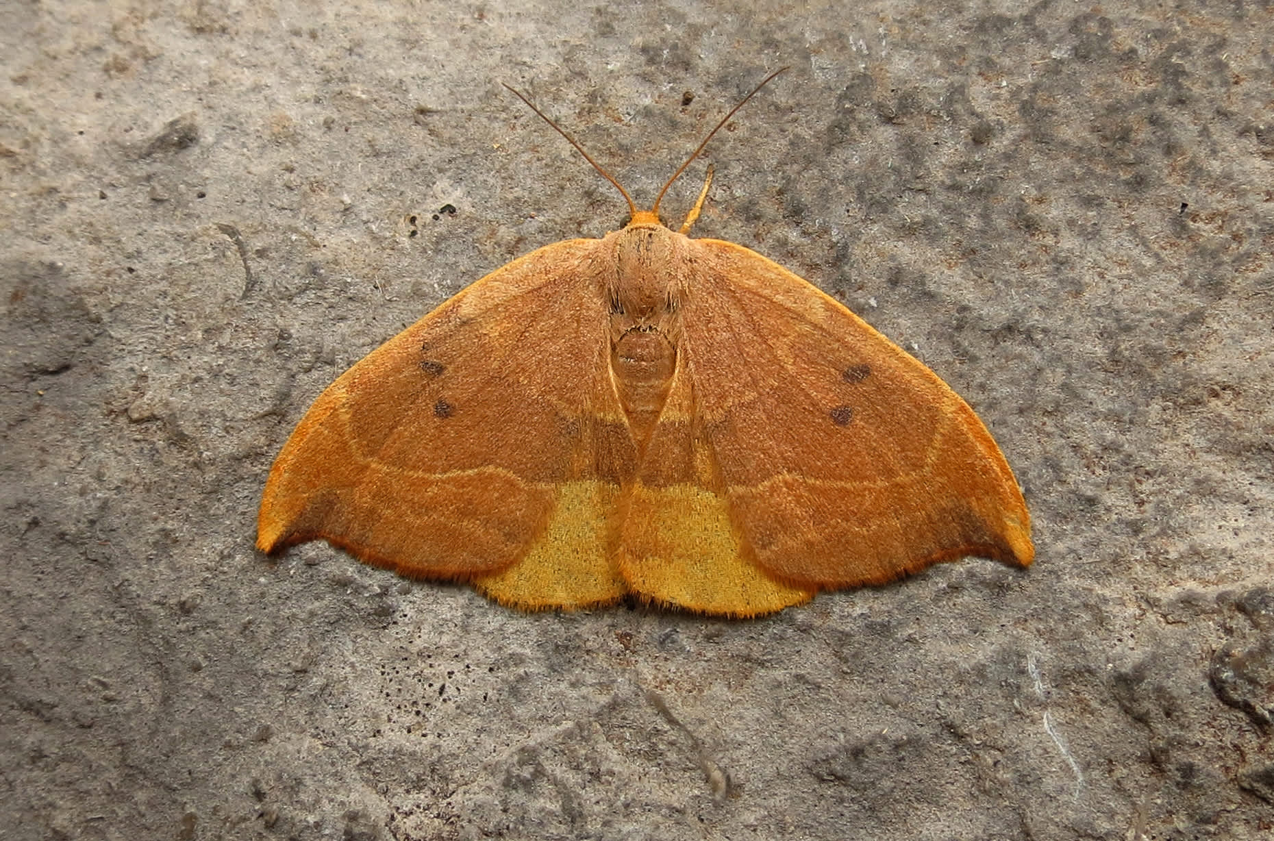 Oak Hook-tip (Watsonalla binaria) photographed in Somerset by Steve Chapple