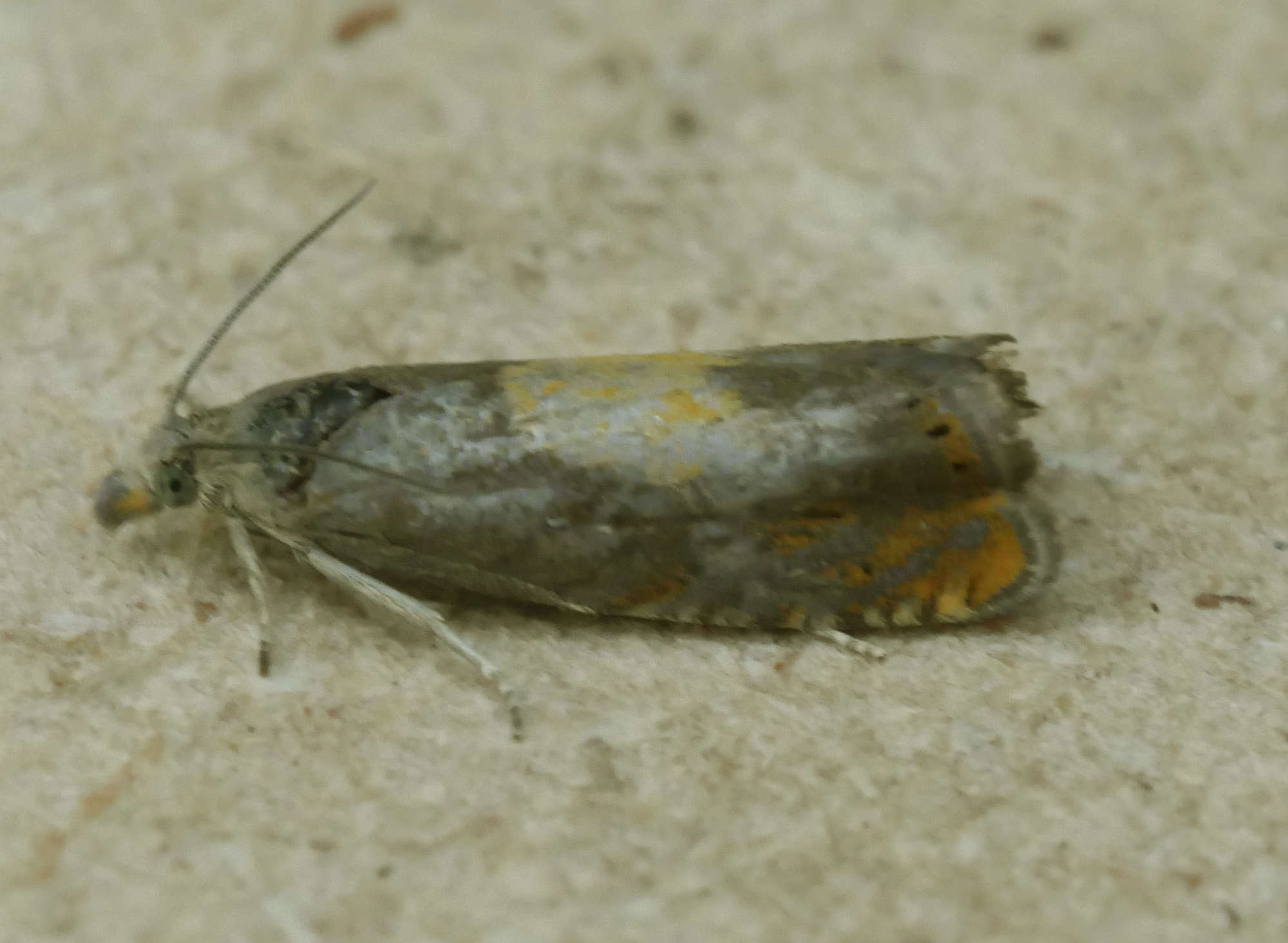 Broad-blotch Drill (Dichrorampha alpinana) photographed in Somerset by Jenny Vickers