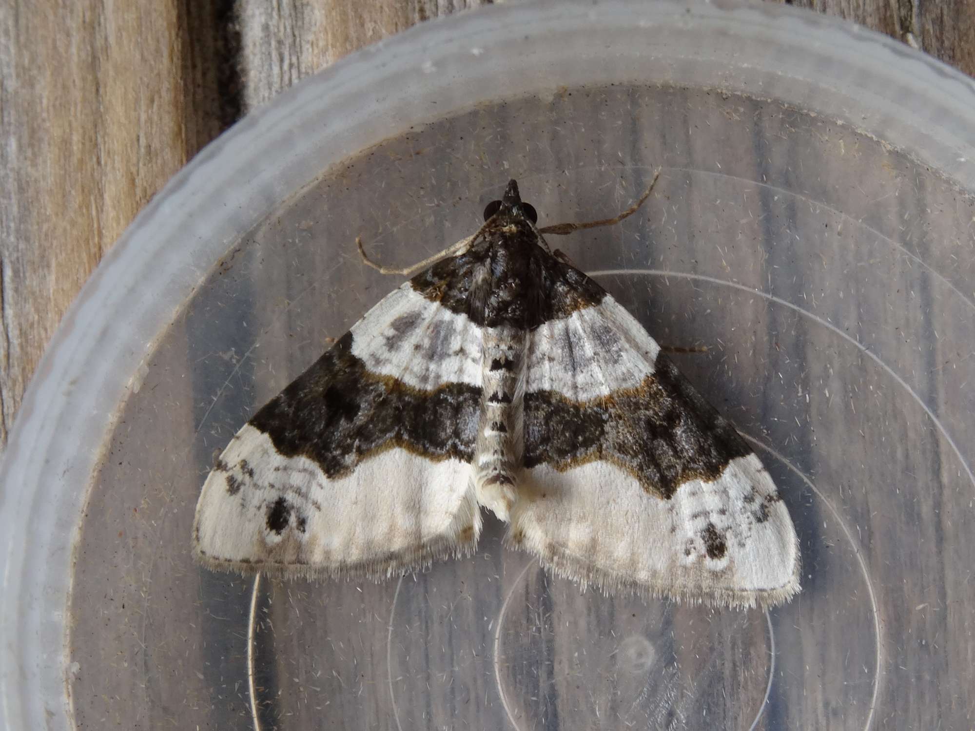 Purple Bar (Cosmorhoe ocellata) photographed in Somerset by Christopher Iles