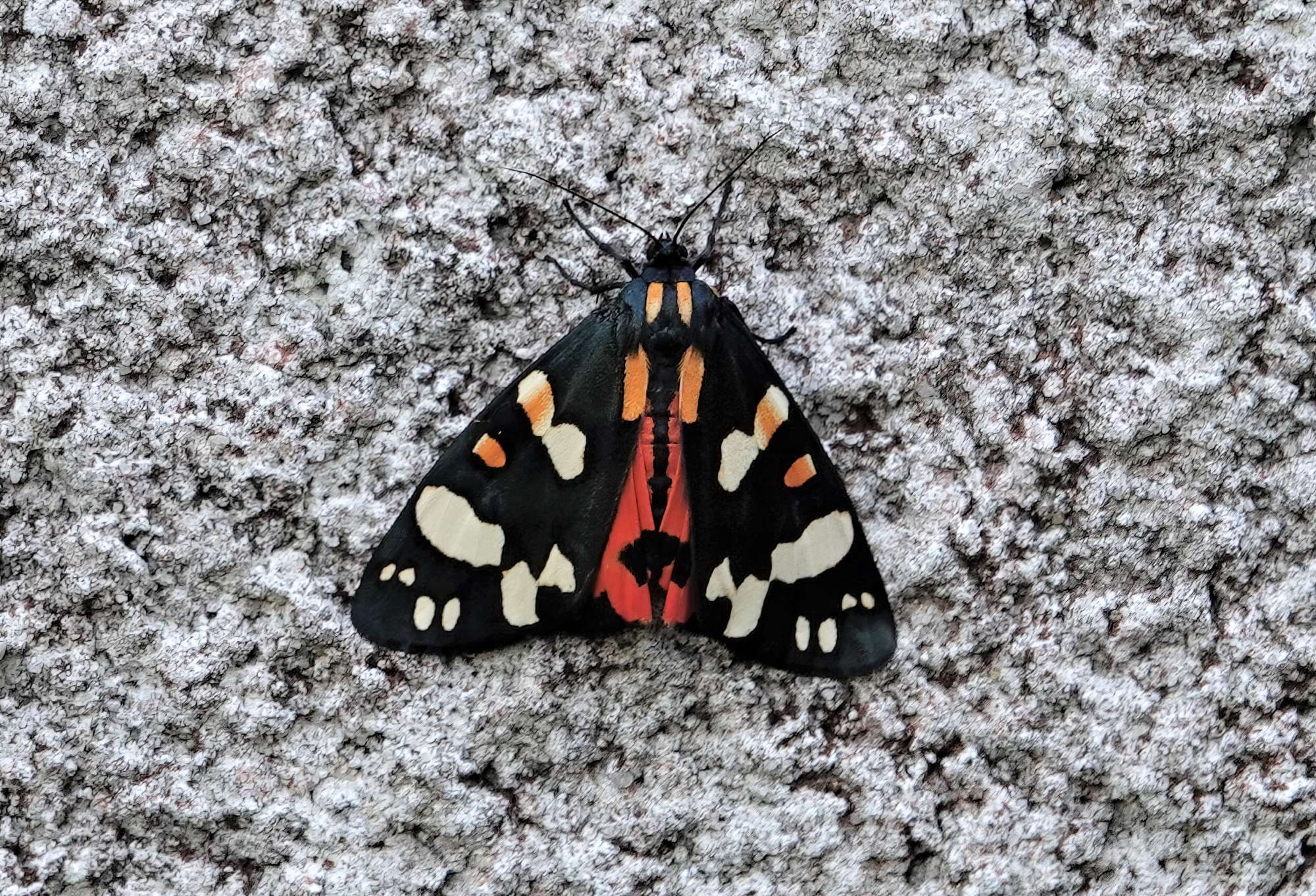 Scarlet Tiger (Callimorpha dominula) photographed in Somerset by Rob Grimmond