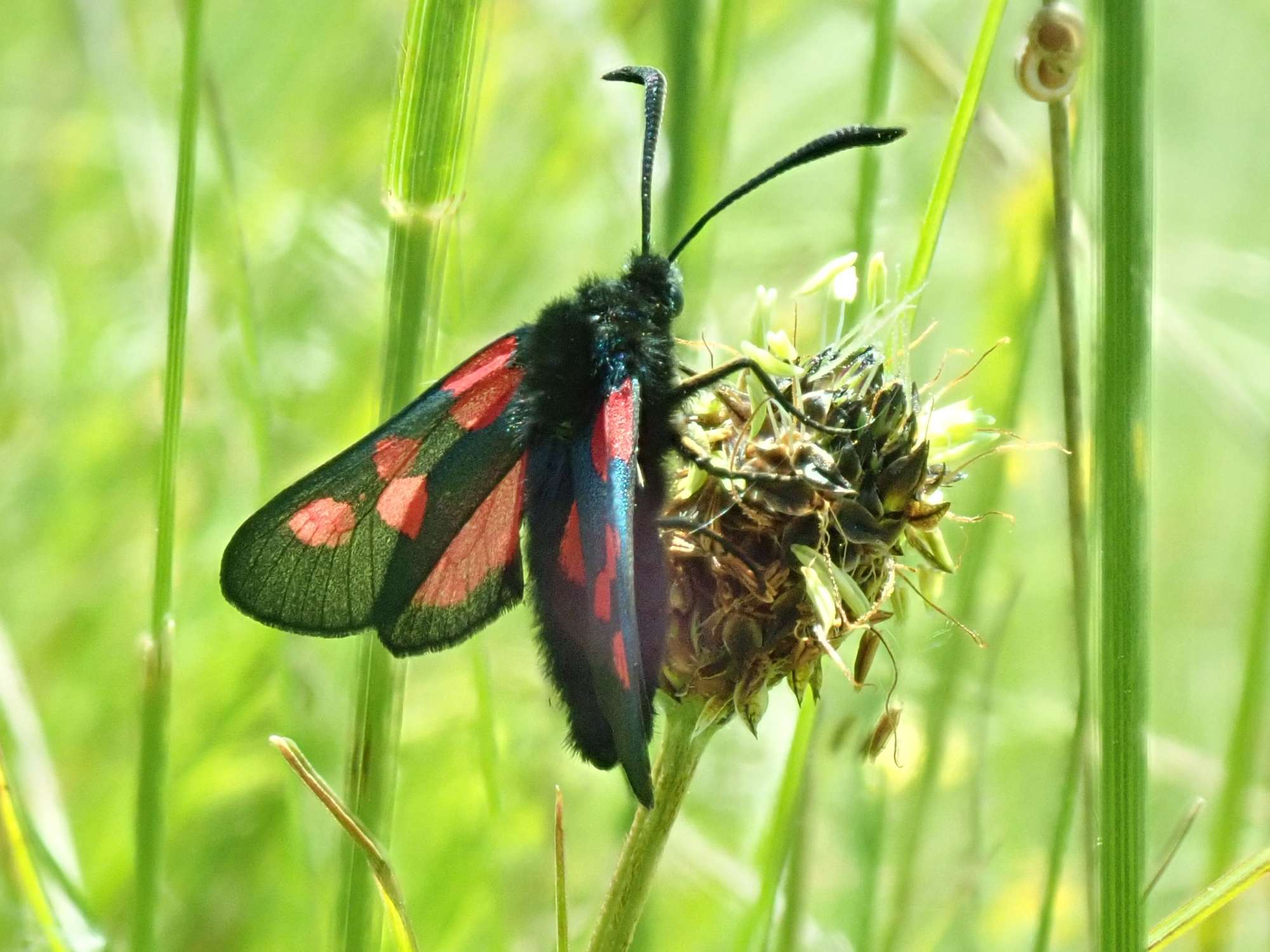 Five-Spot Burnet (Zygaena trifolii) photographed in Somerset by Christopher Iles