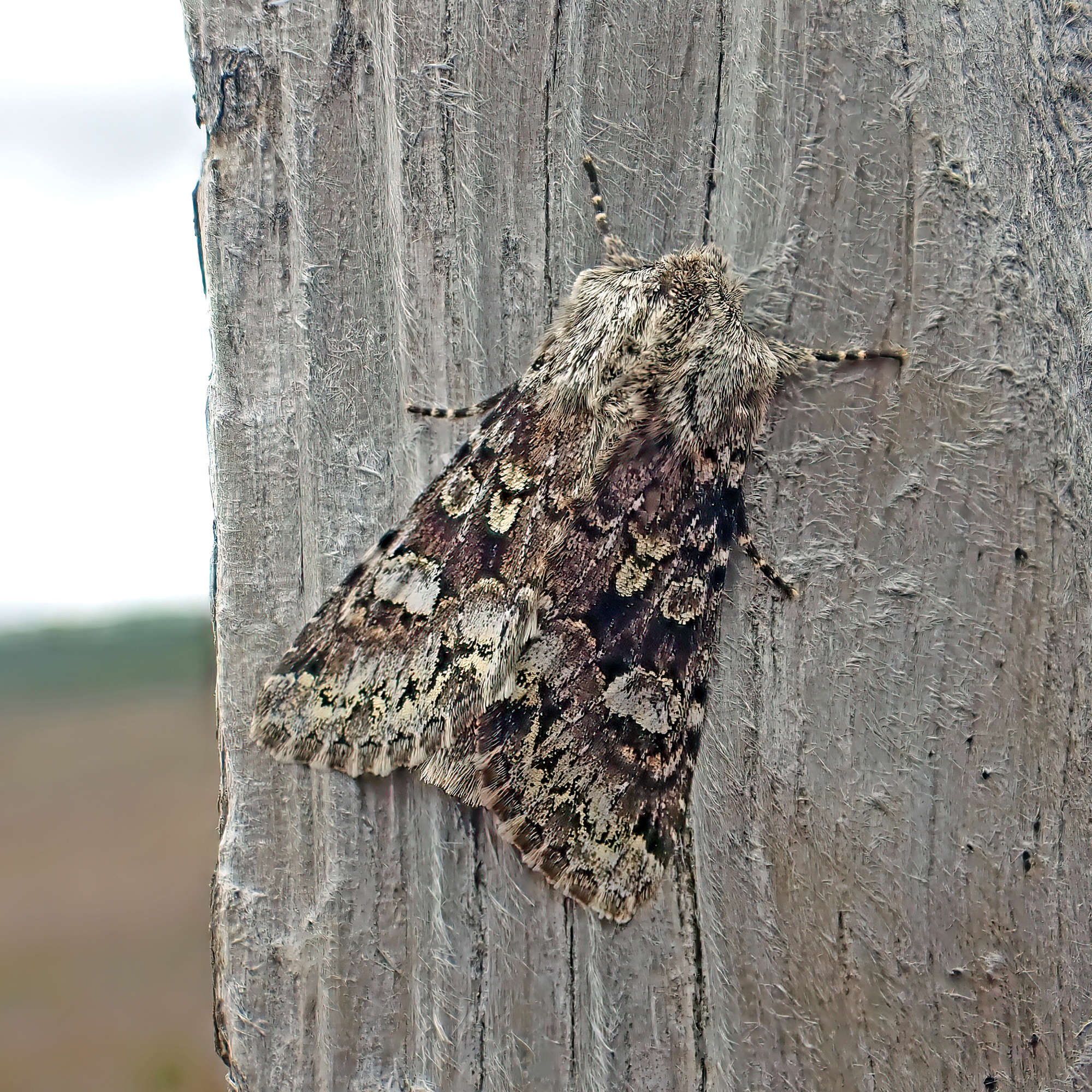 Glaucous Shears (Papestra biren) photographed in Somerset by Nigel Voaden