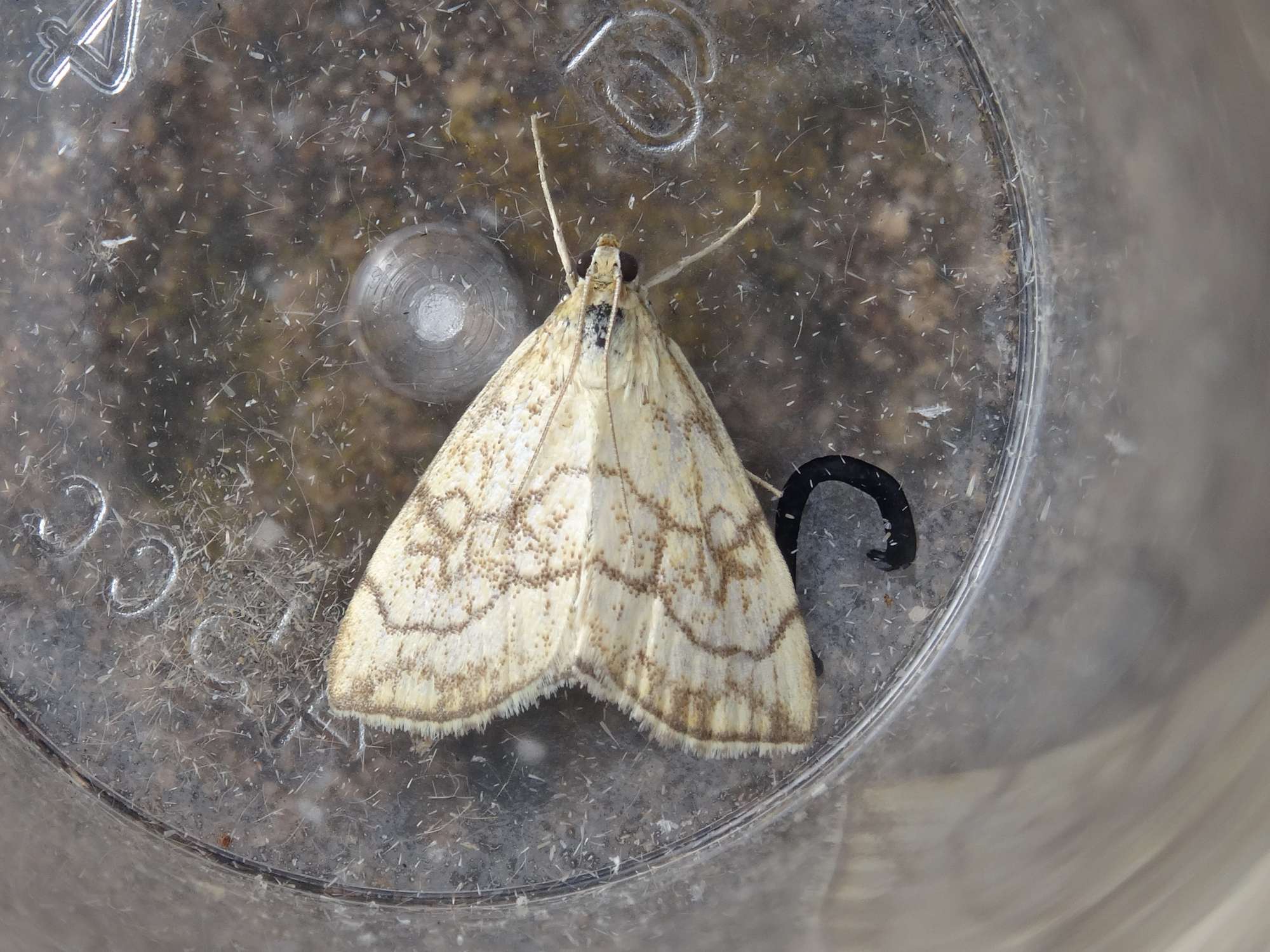 Chequered Pearl (Evergestis pallidata) photographed in Somerset by Christopher Iles