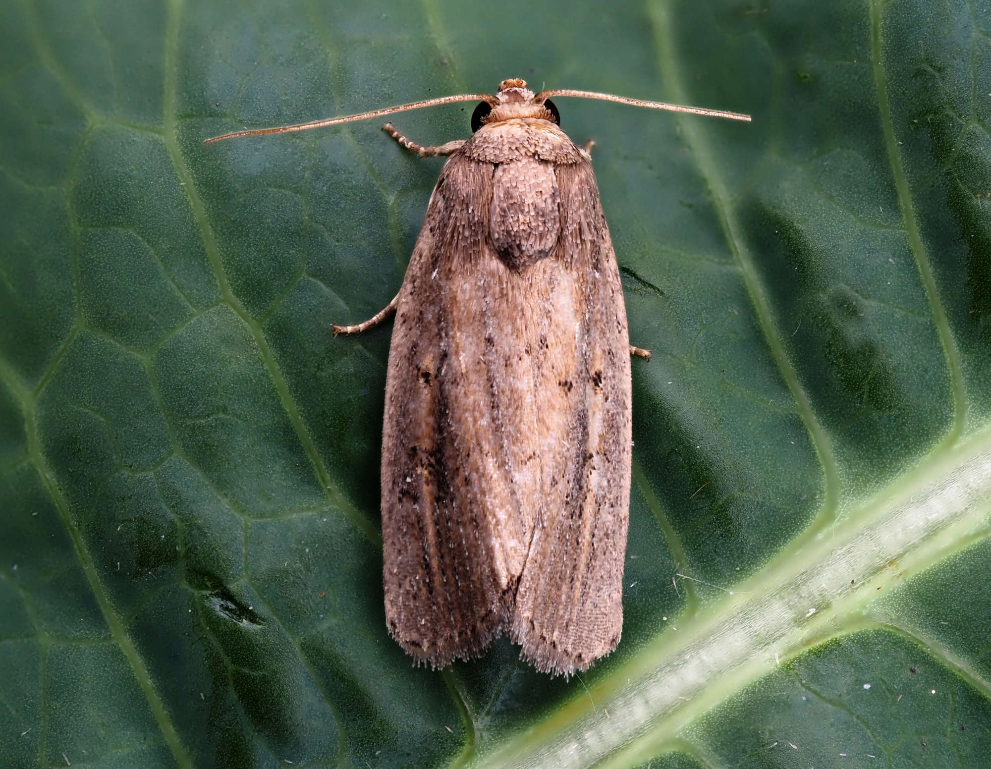 Porter's Rustic (Athetis hospes) photographed in Somerset by Steve Chapple