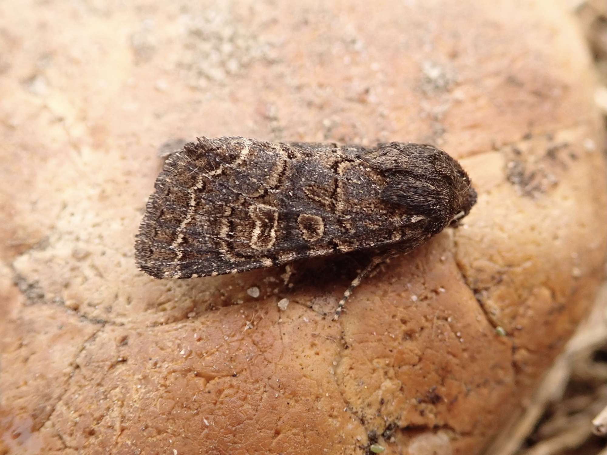 Hedge Rustic (Tholera cespitis) photographed in Somerset by Sue Davies