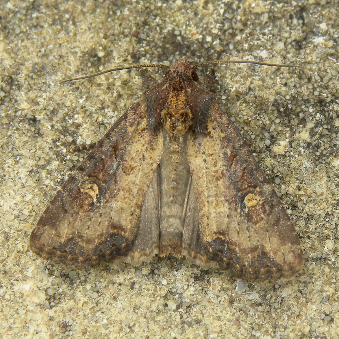 Common Rustic (Mesapamea secalis) photographed in Somerset by Sue Davies