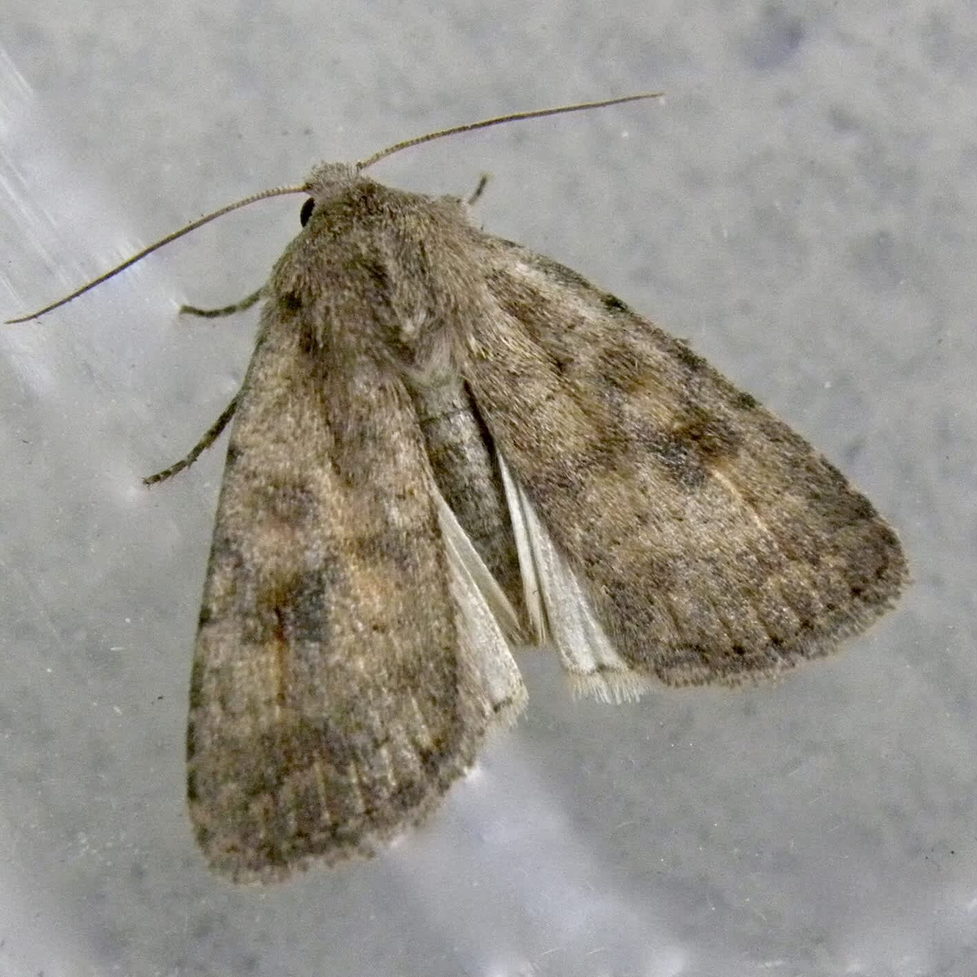 Mottled Rustic (Caradrina morpheus) photographed in Somerset by Sue Davies