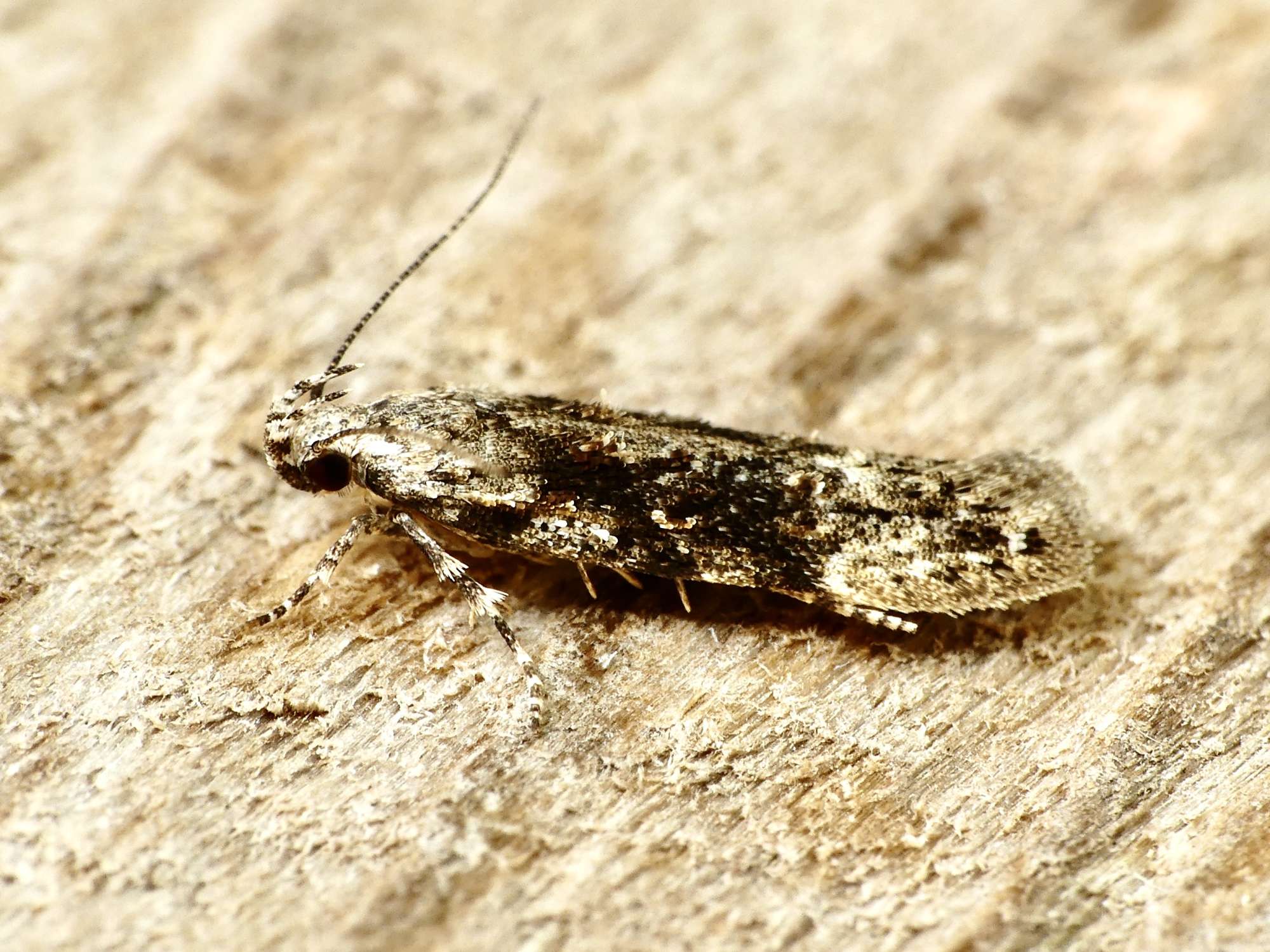 Elm Groundling (Carpatolechia fugitivella) photographed in Somerset by Paul Wilkins