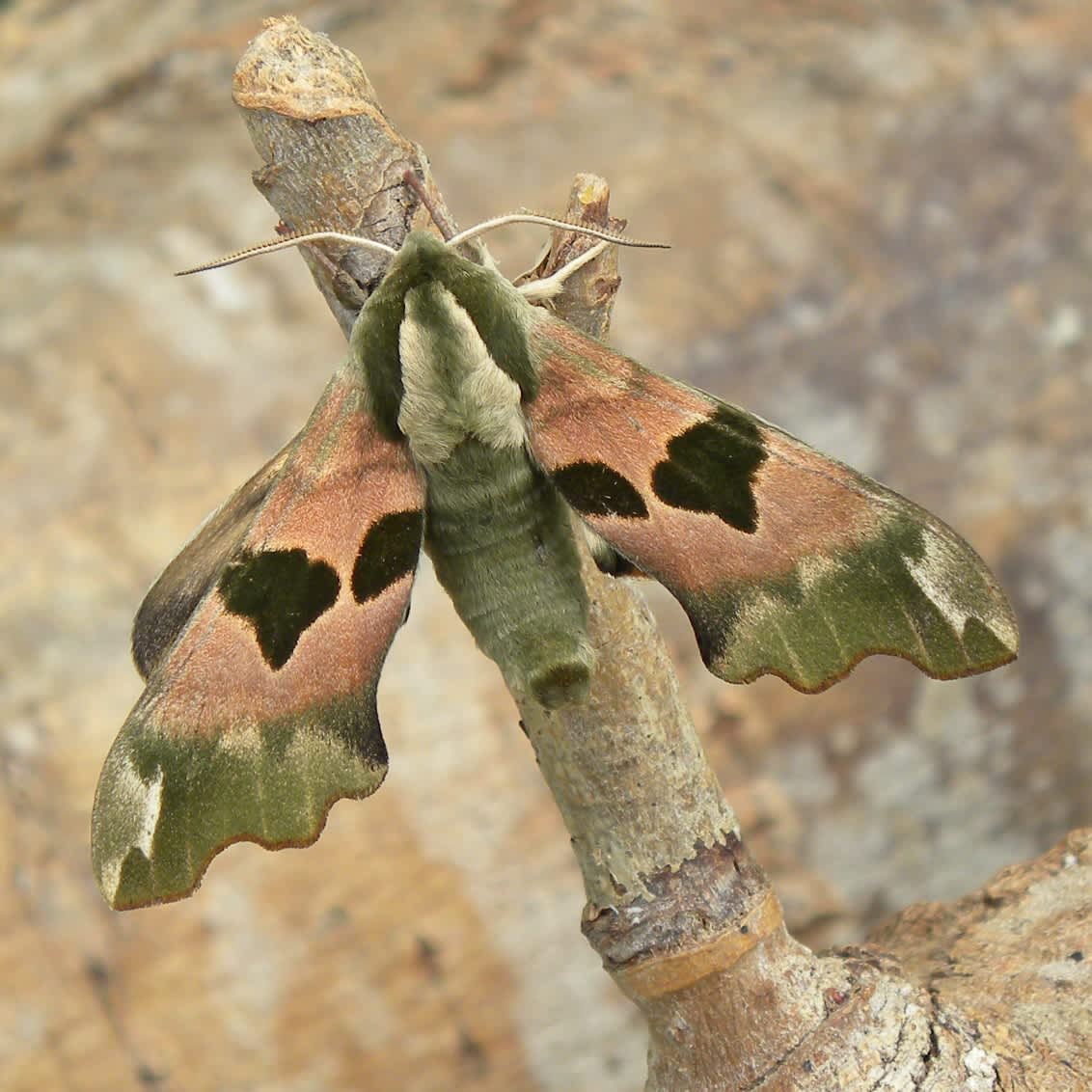 Lime Hawk-moth (Mimas tiliae) photographed in Somerset by Sue Davies